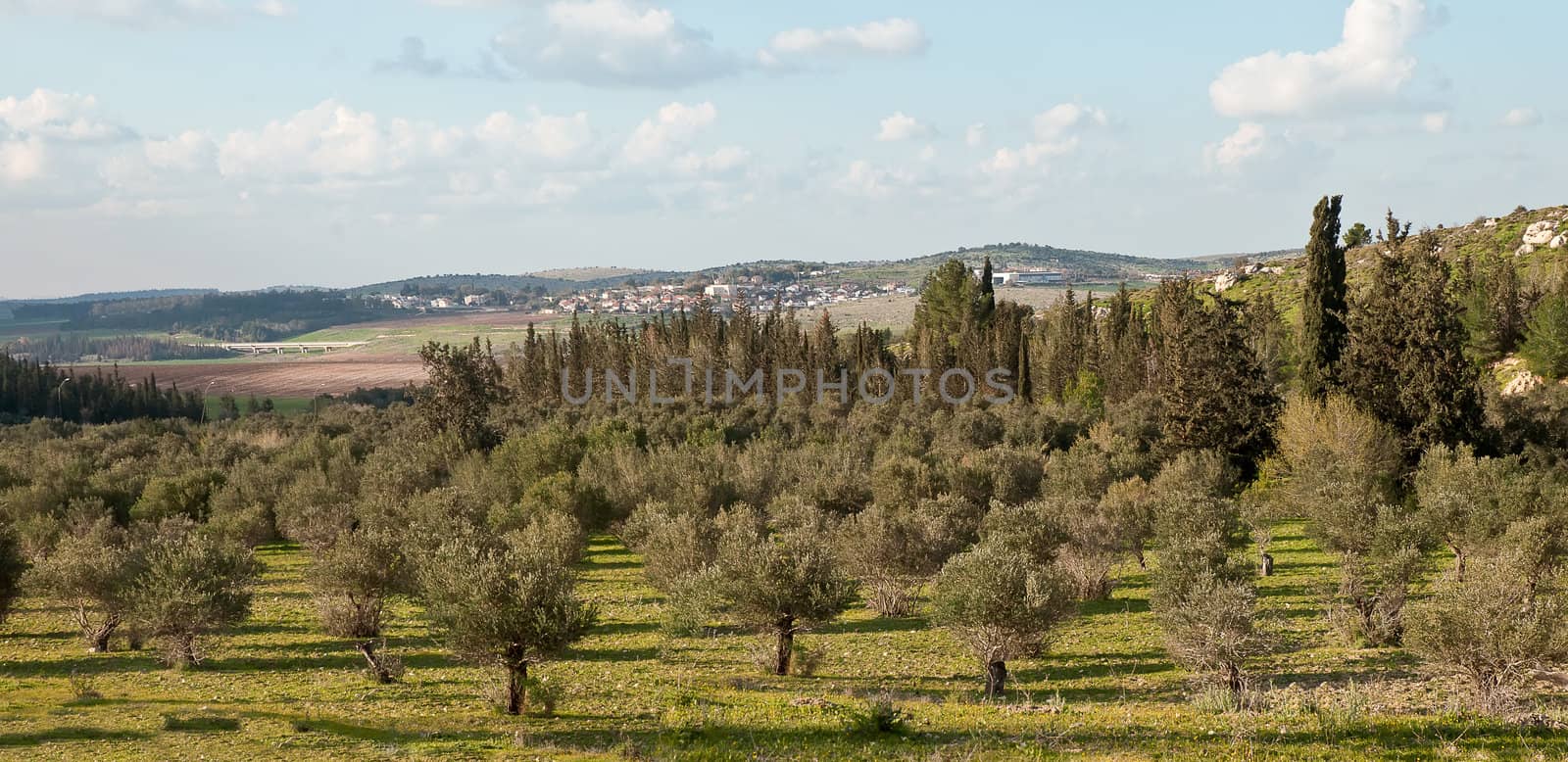 Spring landscape . by LarisaP