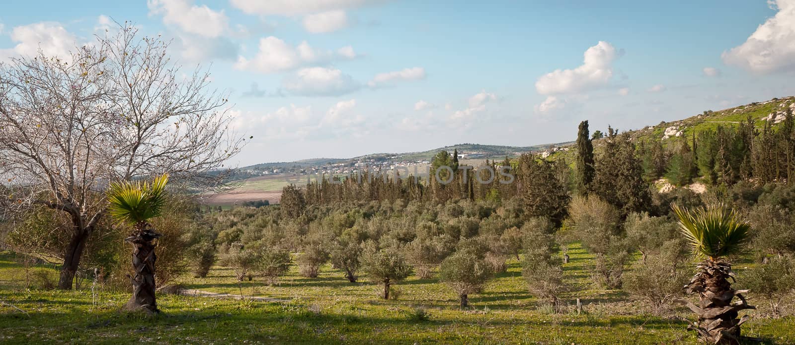 Spring landscape . by LarisaP