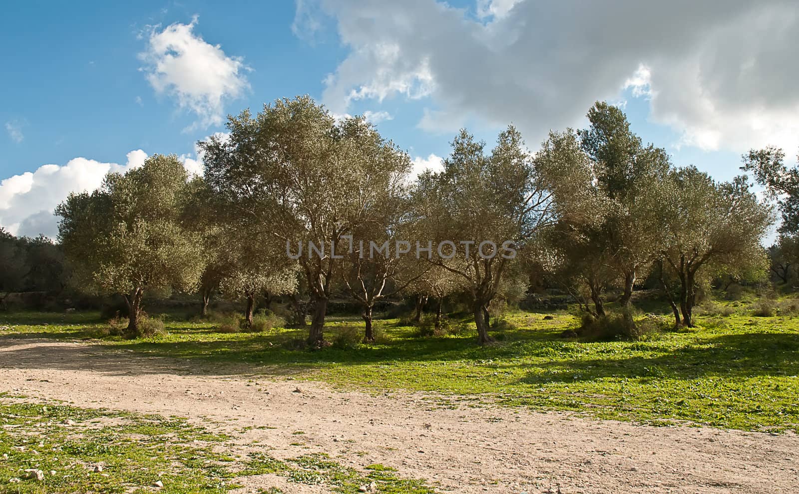 Rows of olive trees in the country. Spring. Israel.