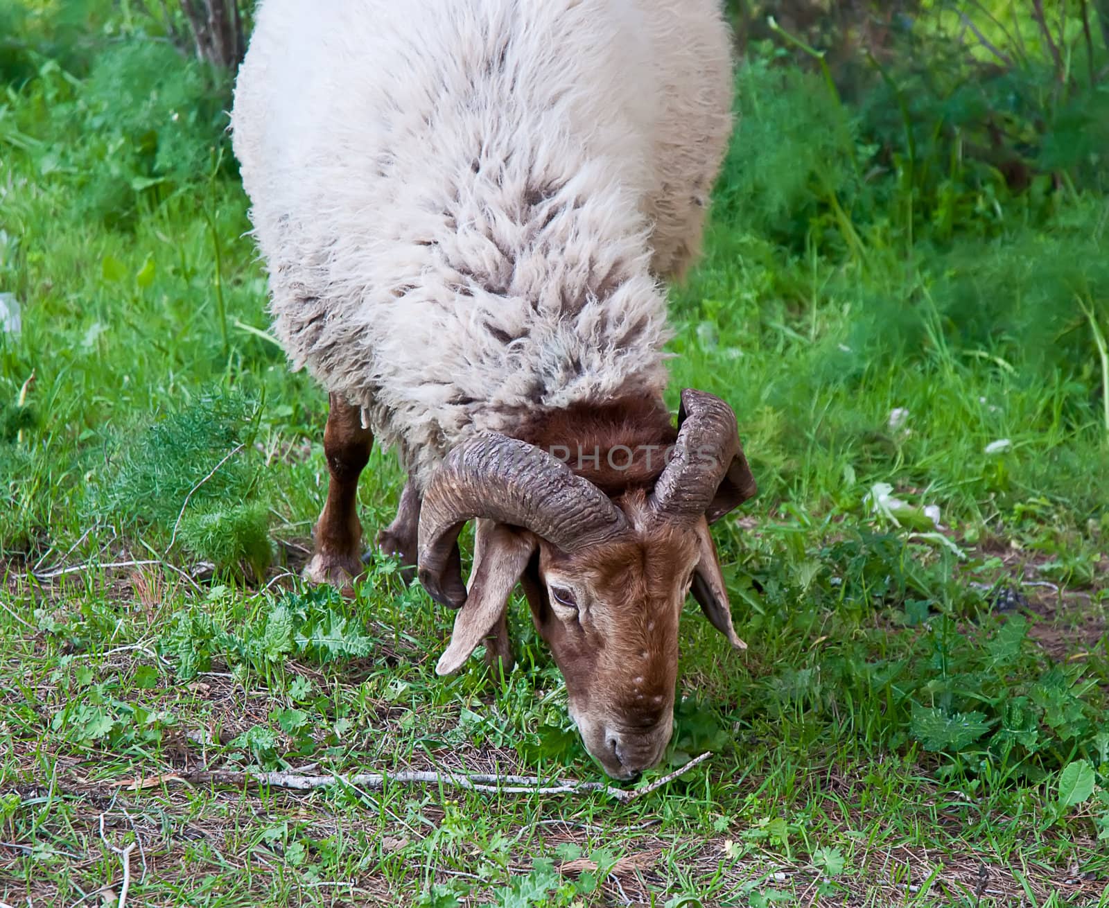 Ram  grazing in the forest .