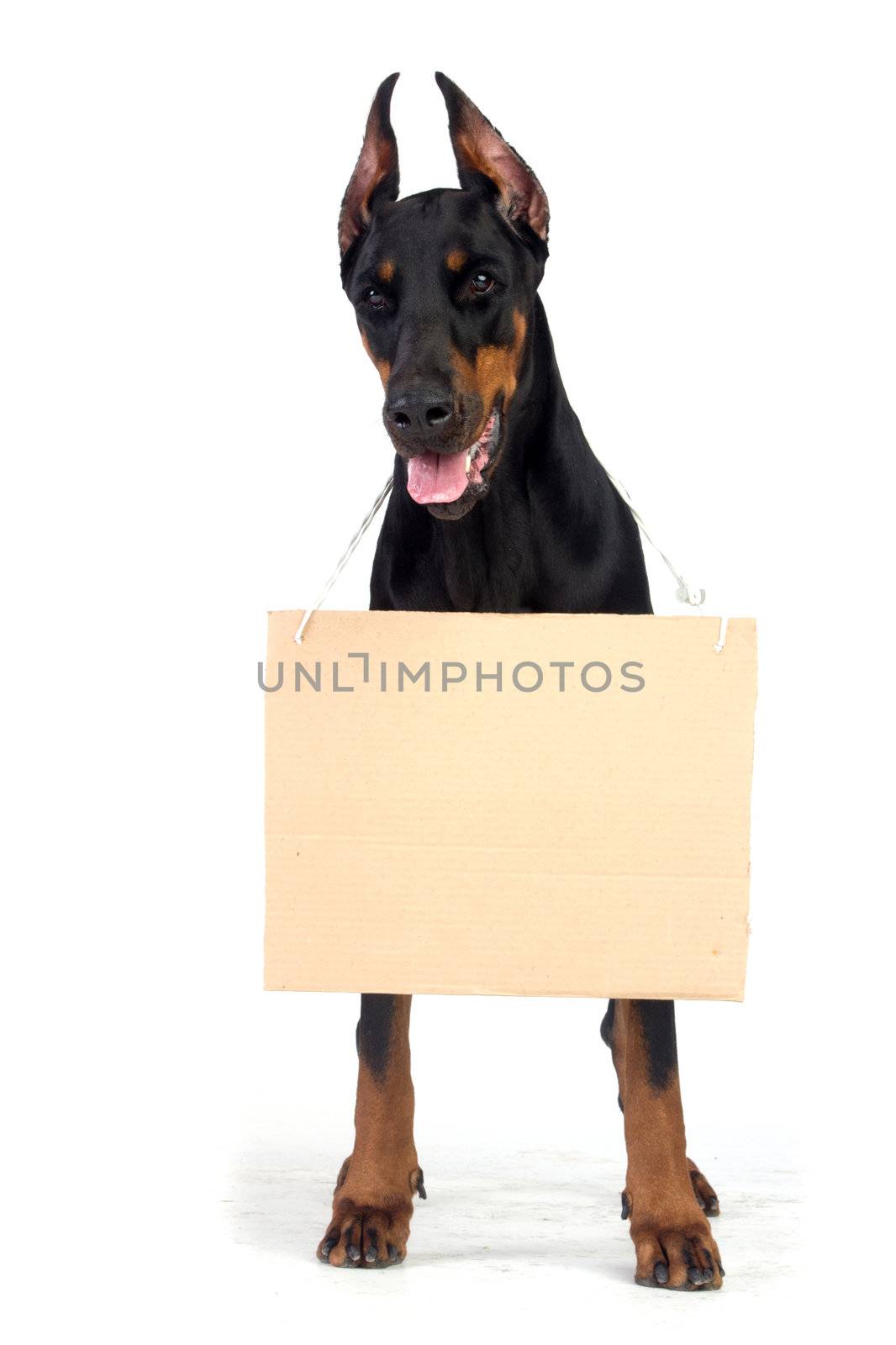 Doberman dog with clear cardboard isolated on white