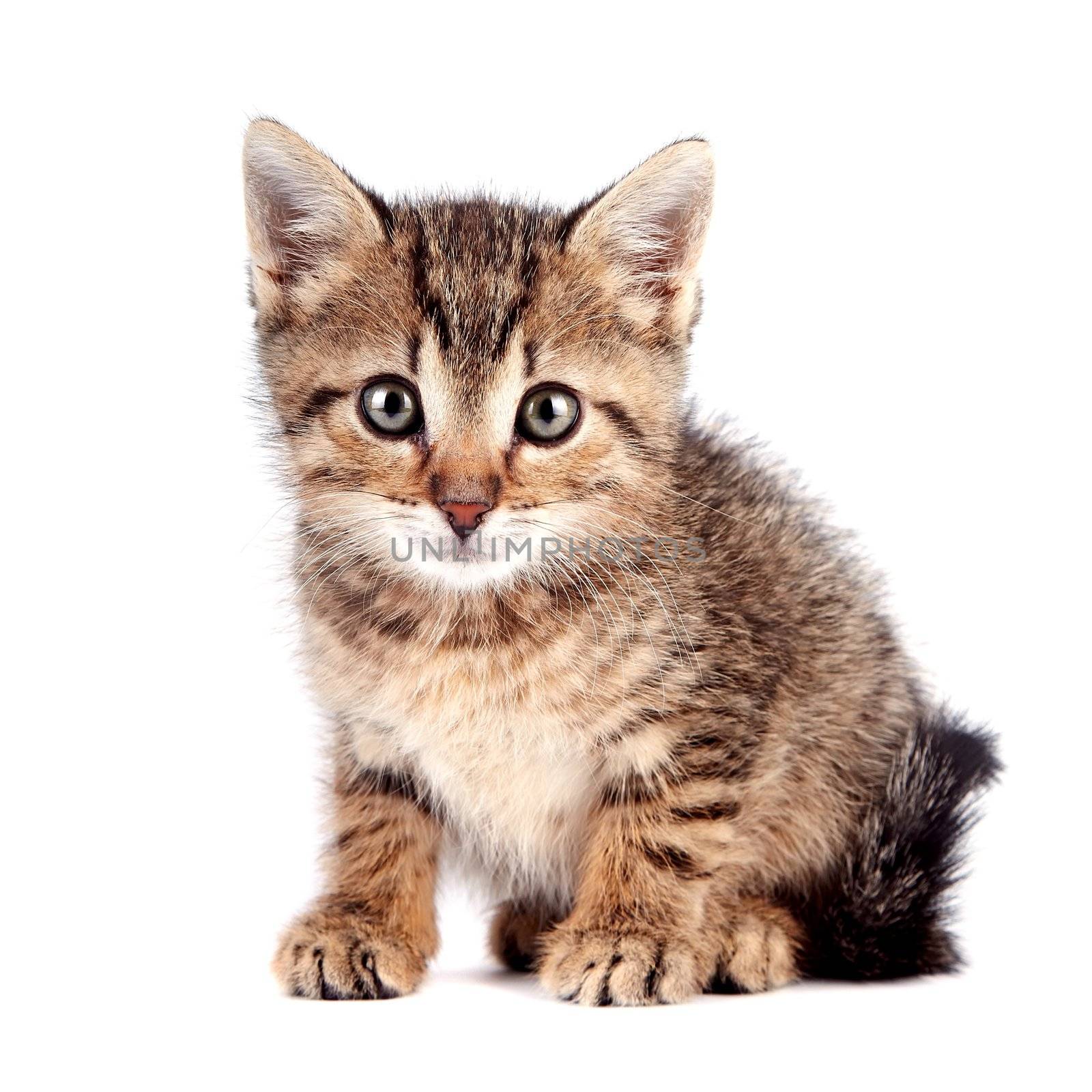 The striped kitten sits on a white background