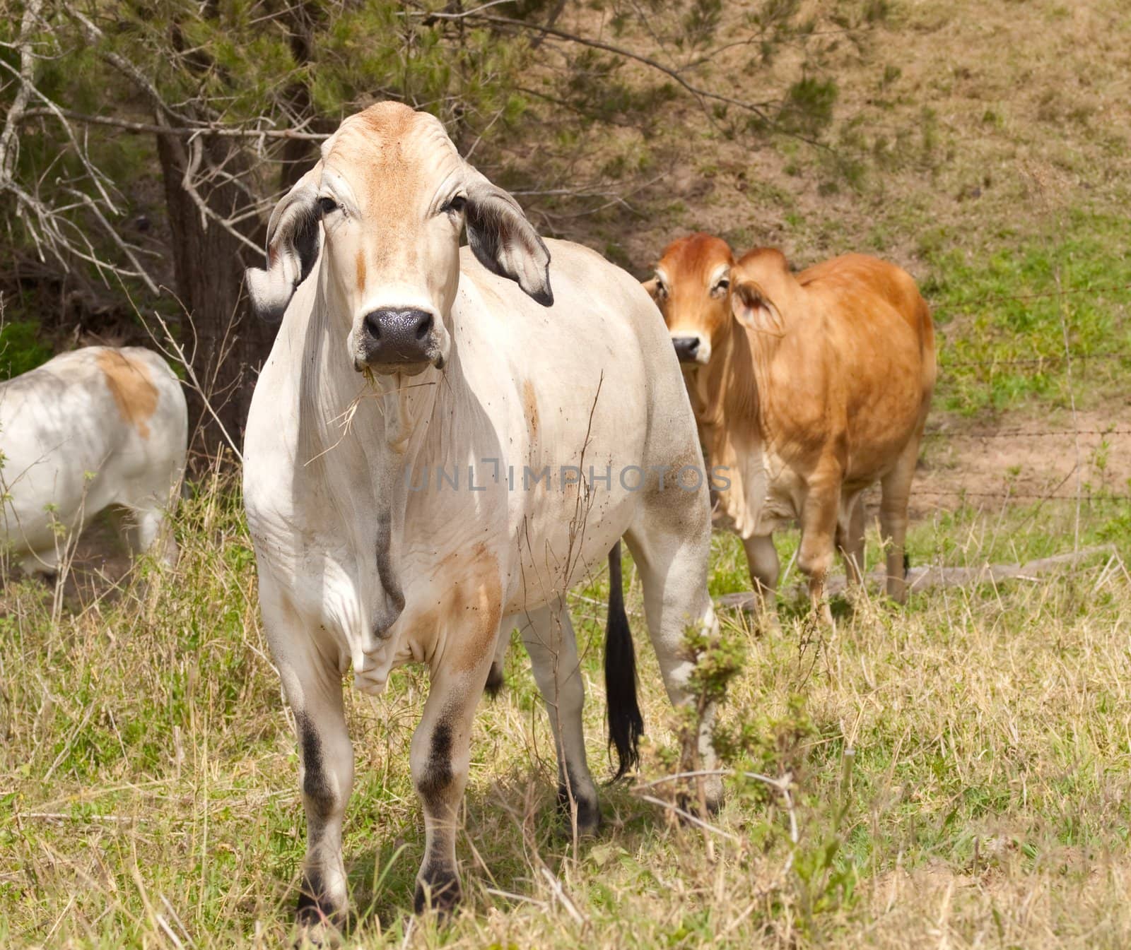 Australian cattle herd with cows steers bullock and bull brahman Zebu on ranch