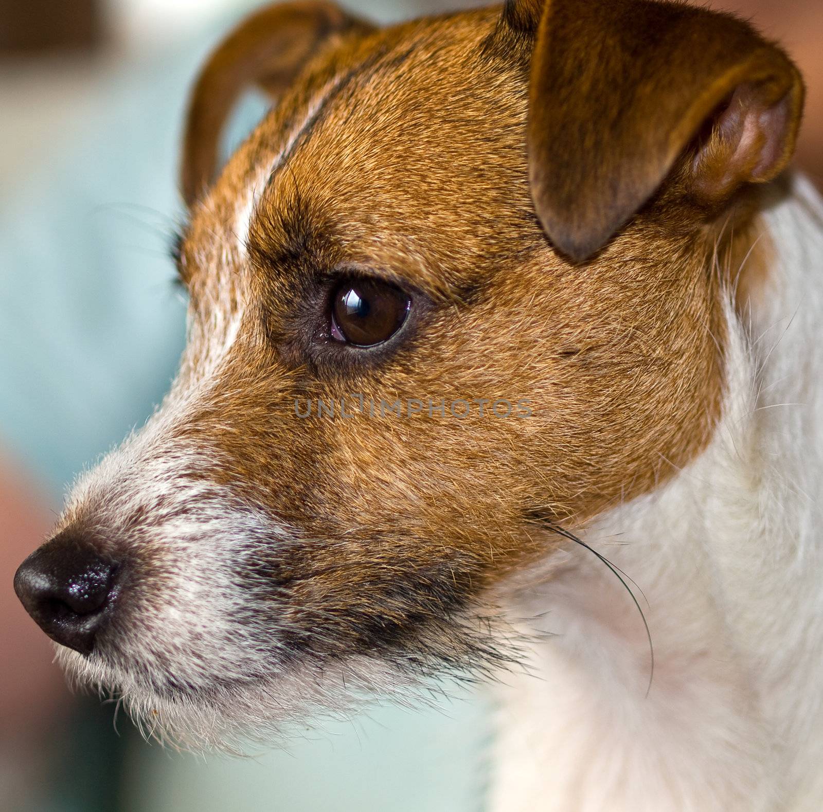 Portrait of a Cute Jack Russell Terrier