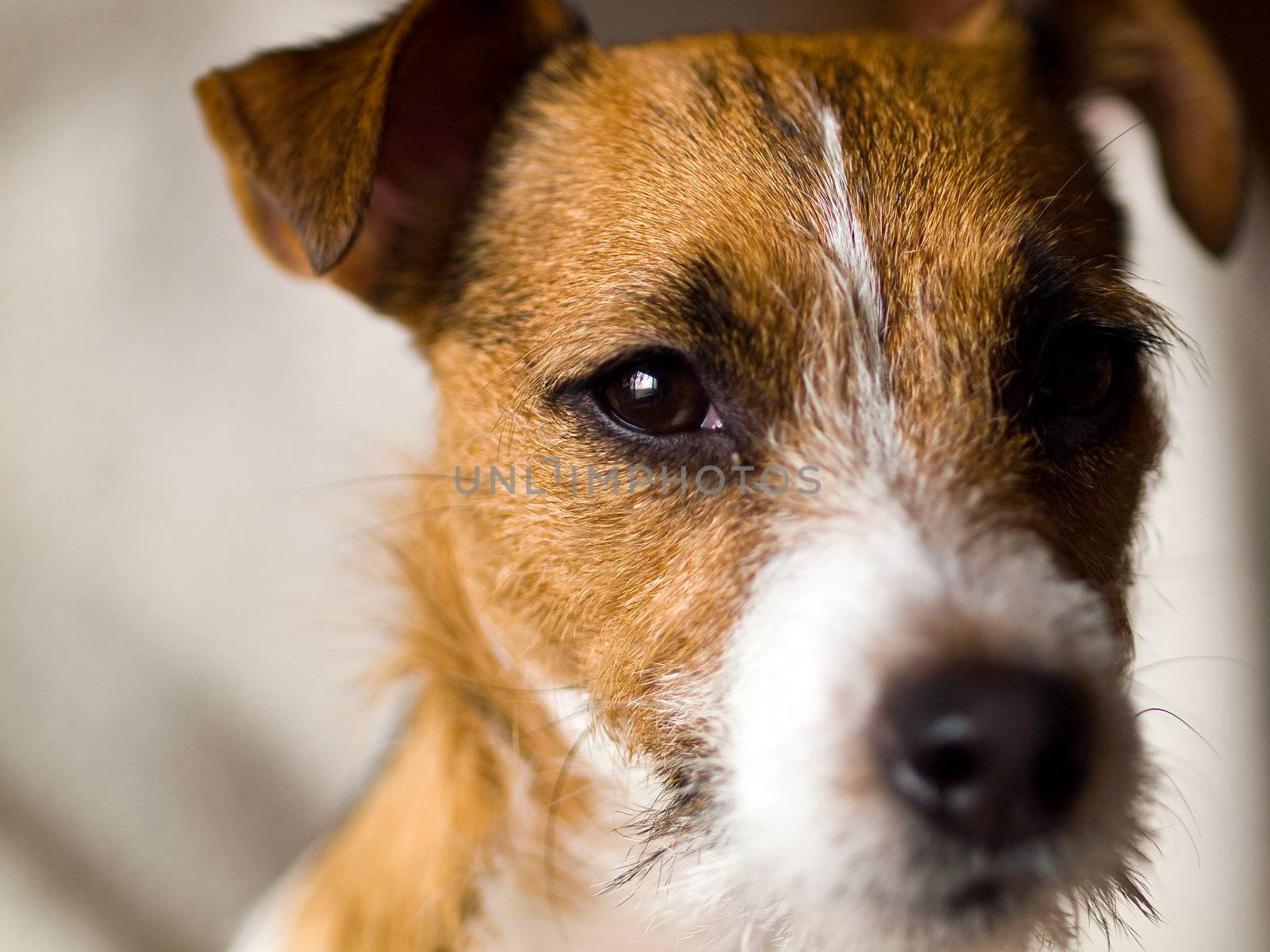 Portrait of a Cute Jack Russell Terrier by Frankljunior