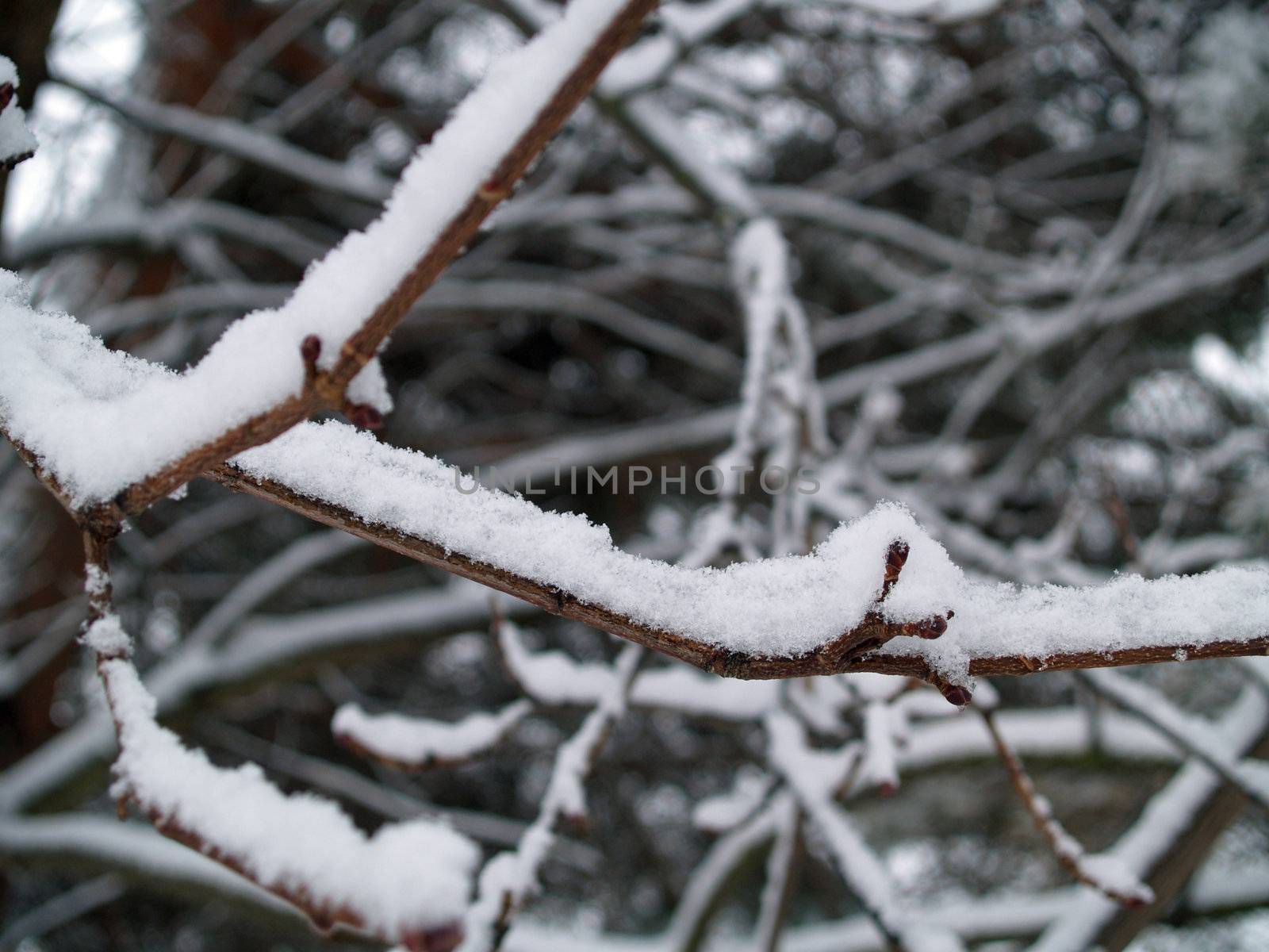 Snow Covered Branches on a Tree After a Snowfall by Frankljunior