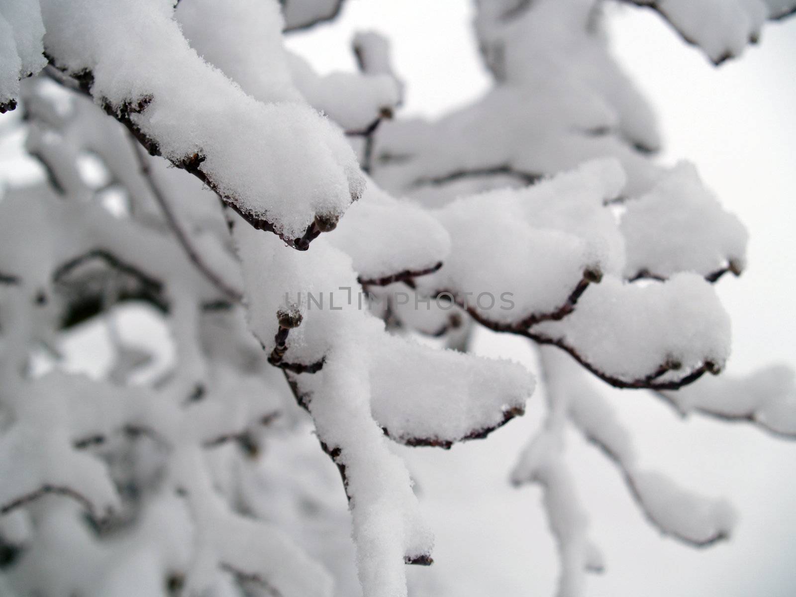 Snow Covered Branches on a Tree After a Snowfall