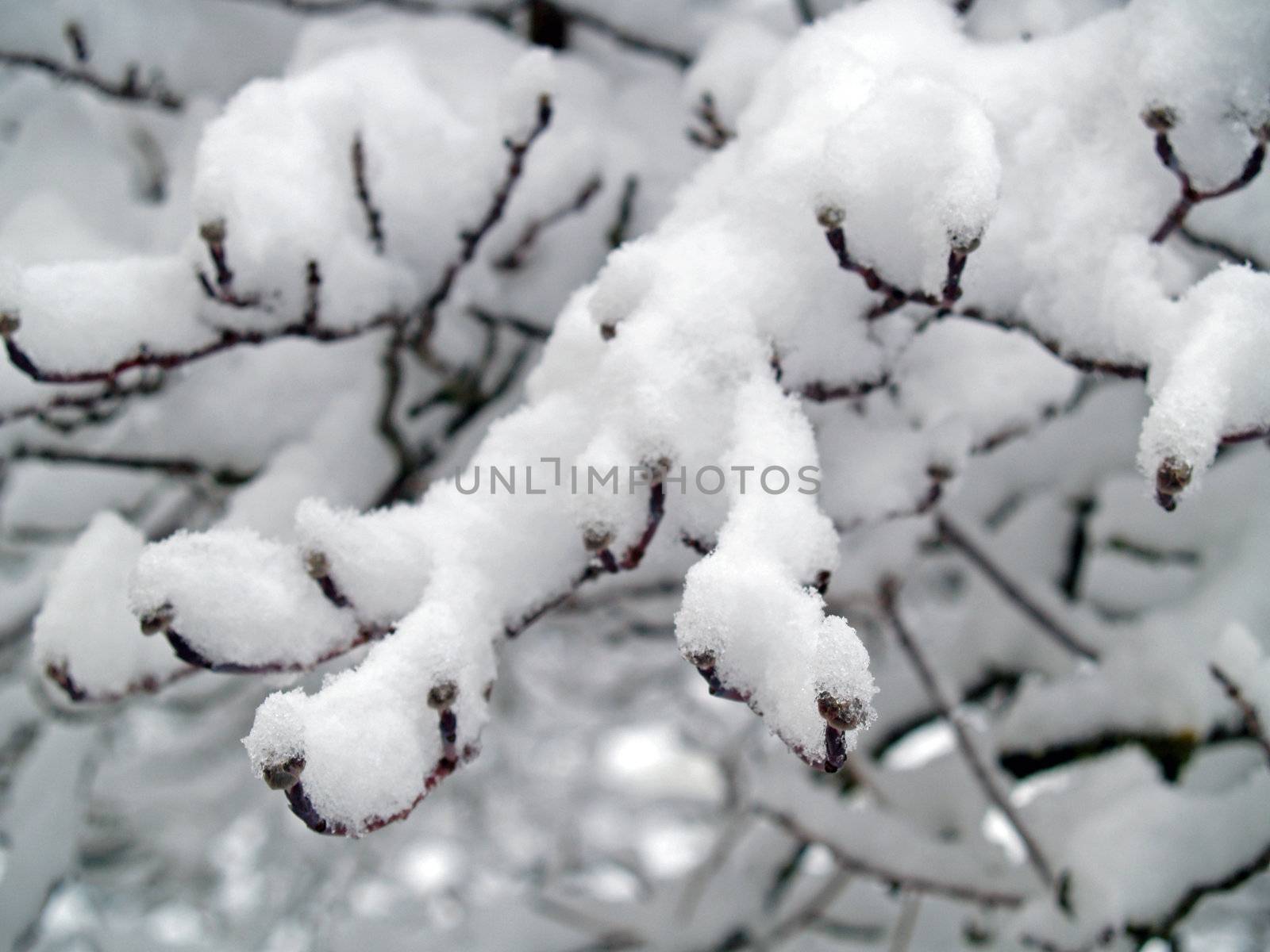 Snow Covered Branches on a Tree After a Snowfall by Frankljunior