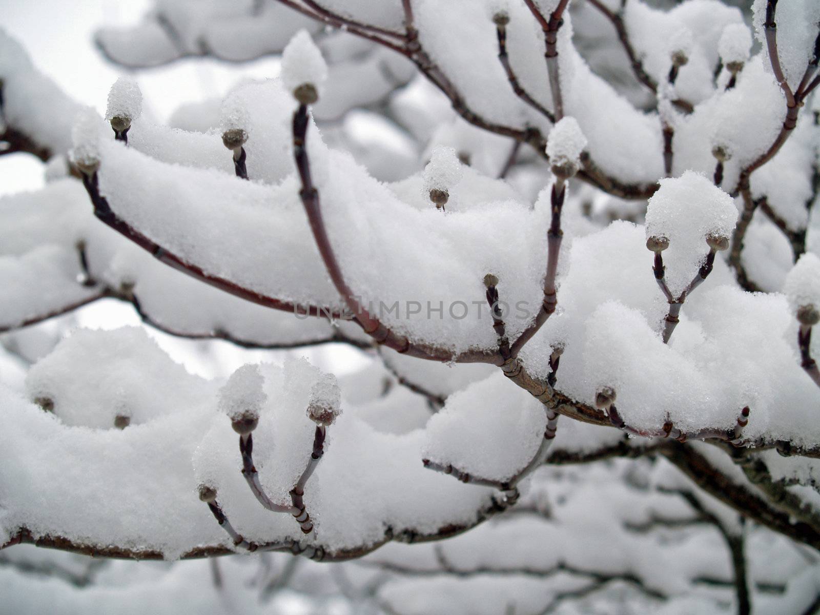 Snow Covered Branches on a Tree After a Snowfall