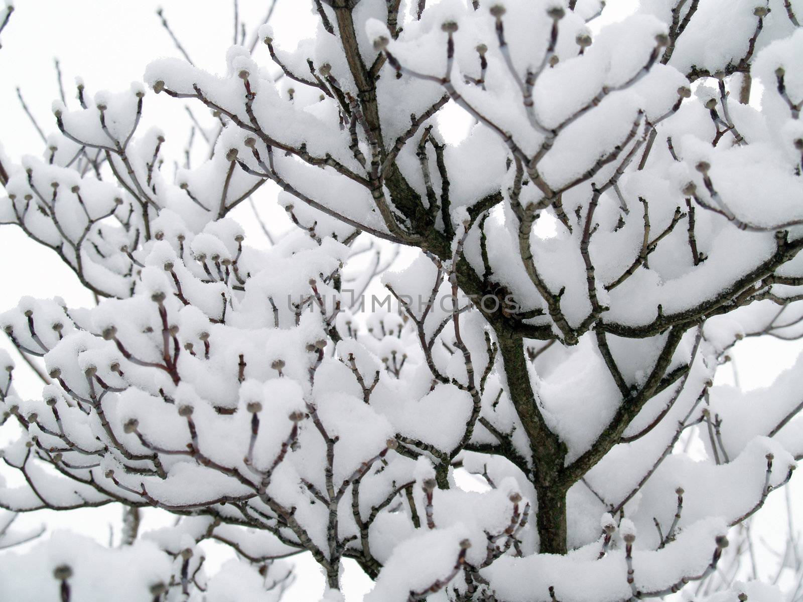 Snow Covered Branches on a Tree After a Snowfall by Frankljunior