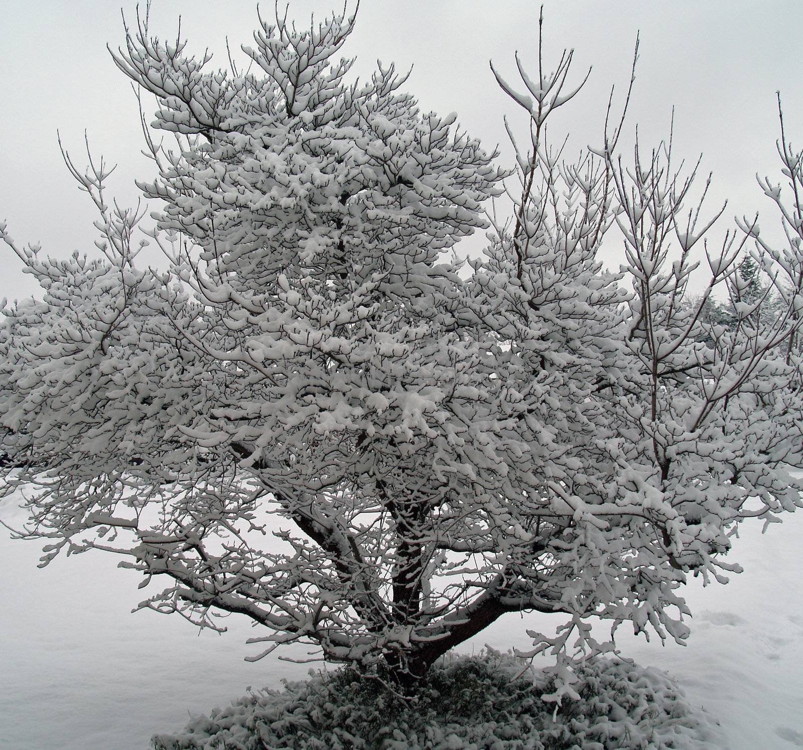 Snow Covered Branches on a Tree After a Snowfall