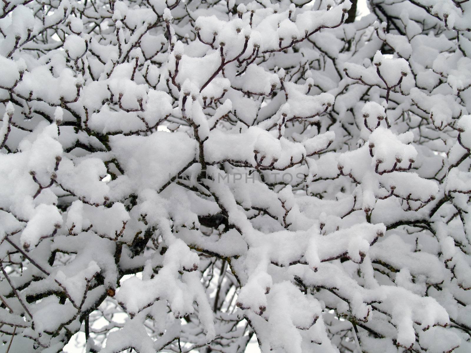 Snow Covered Branches on a Tree After a Snowfall