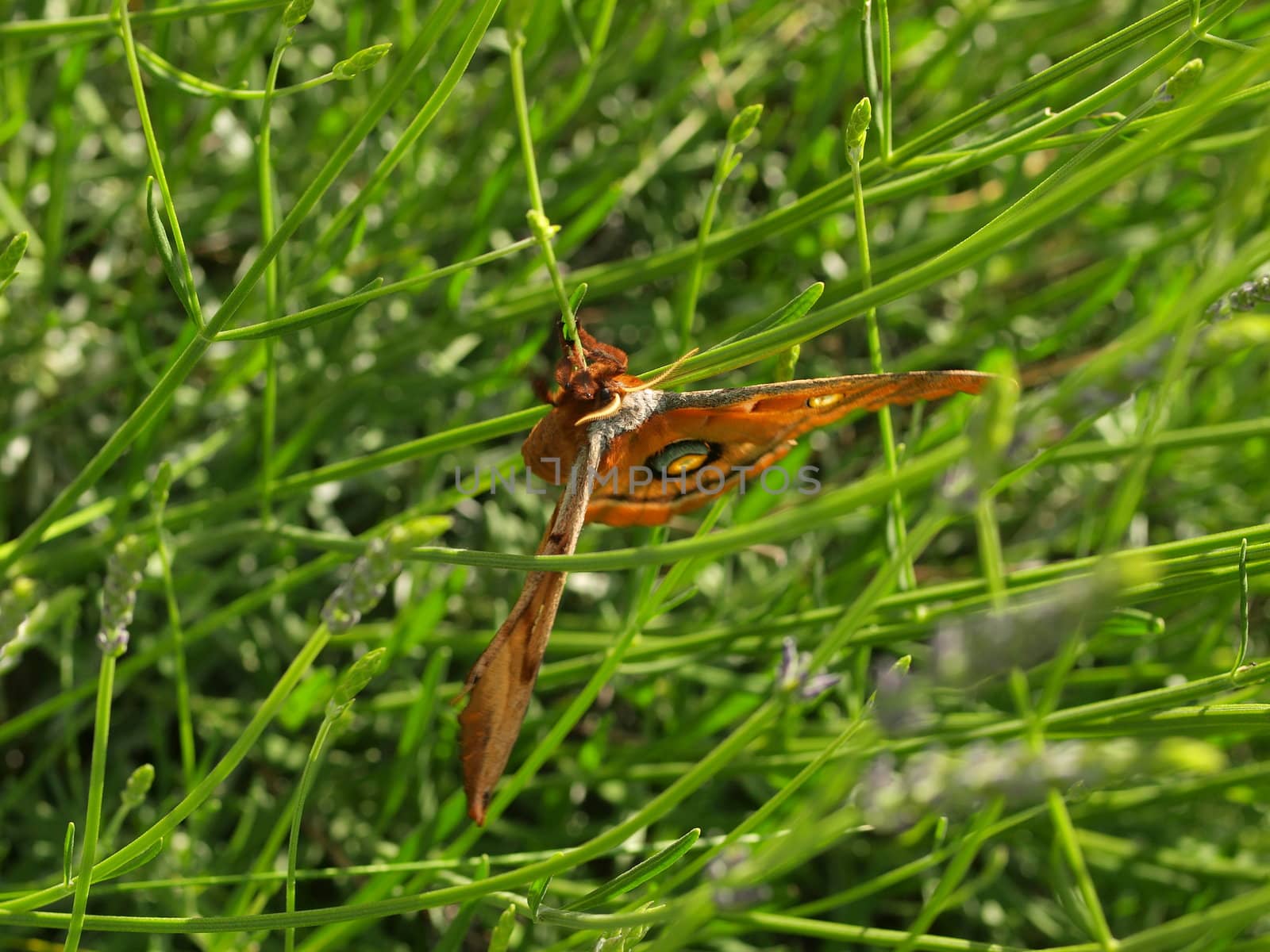 Colorful Large Winged Butterfly in Green Grass by Frankljunior