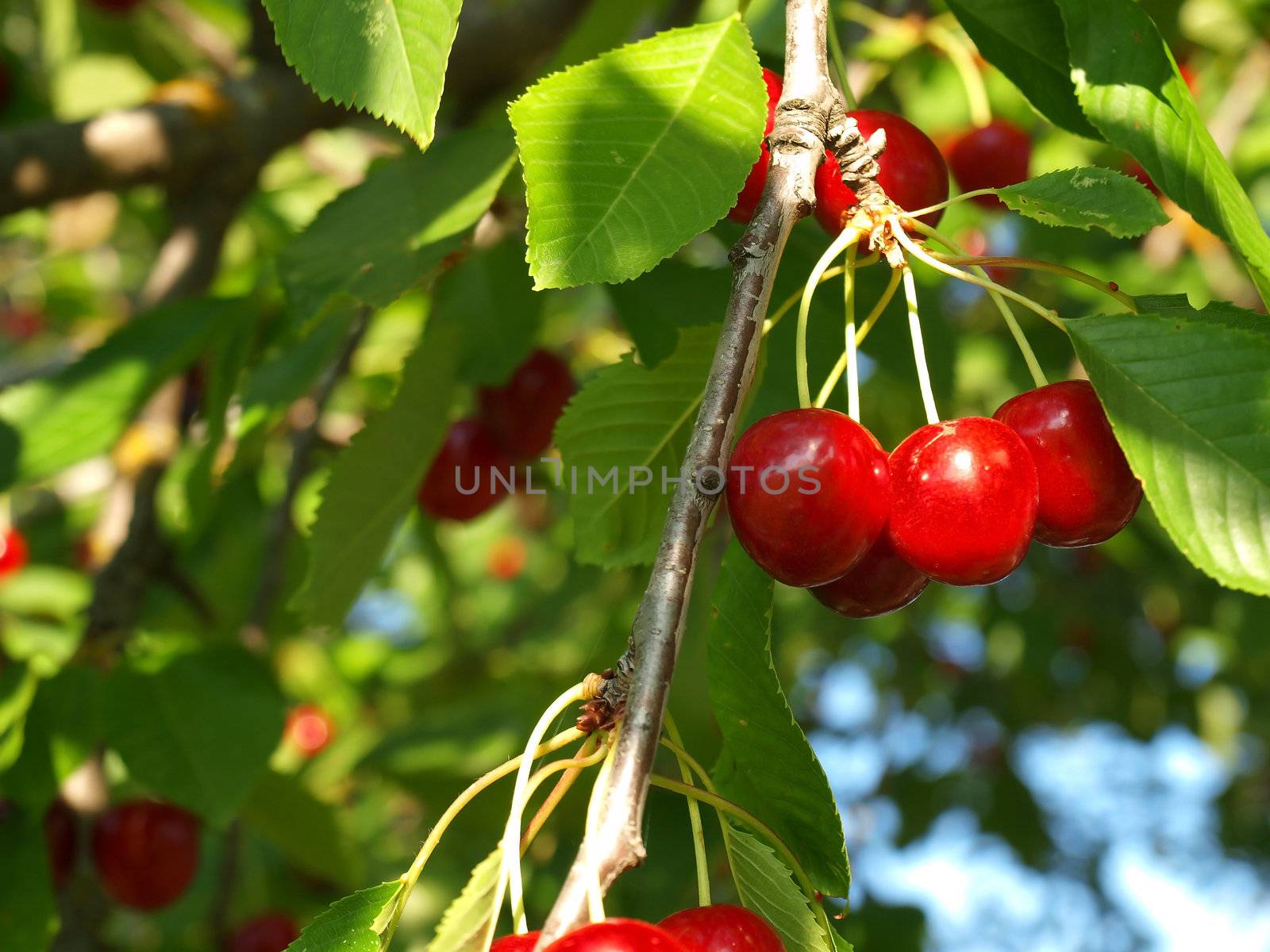 Bright Red Cherries Hanging from a Tree Ready to be Picked