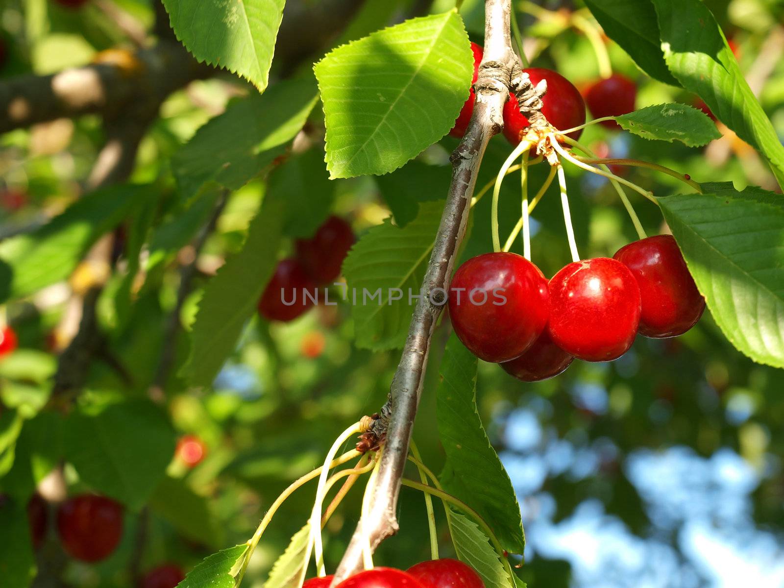 Bright Red Cherries Hanging from a Tree Ready to be Picked by Frankljunior