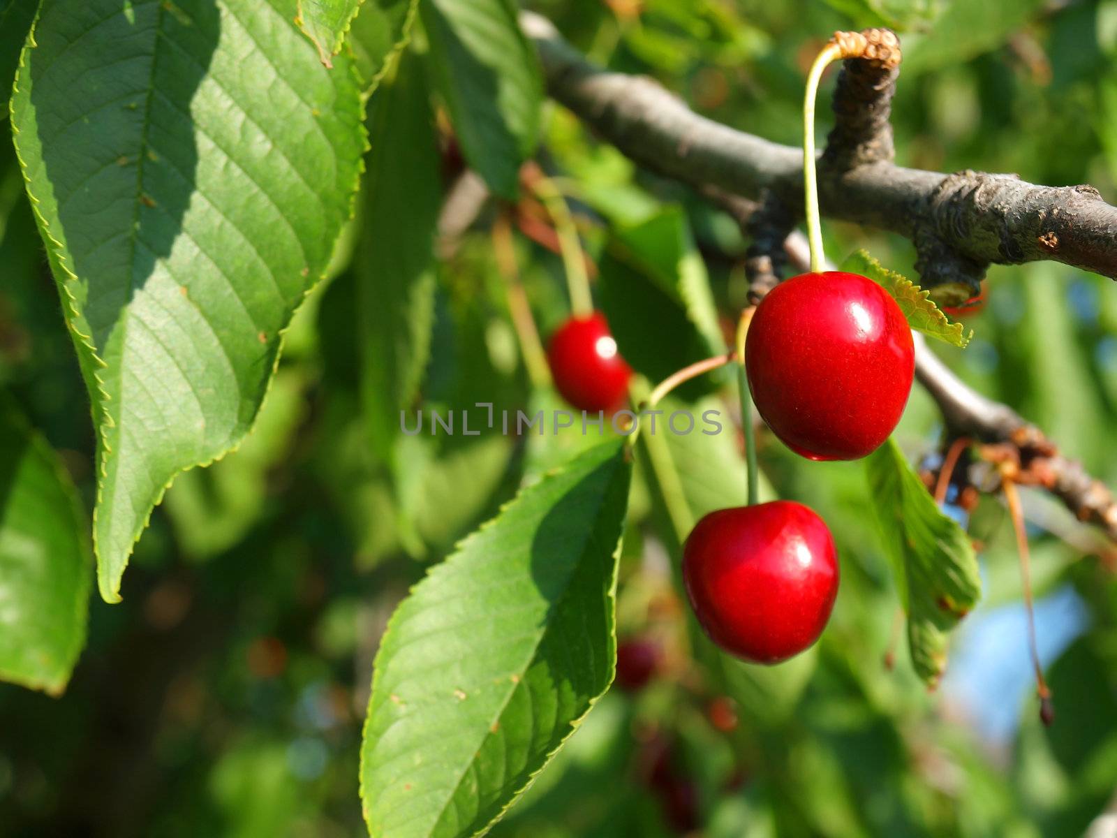 Bright Red Cherries Hanging from a Tree Ready to be Picked by Frankljunior