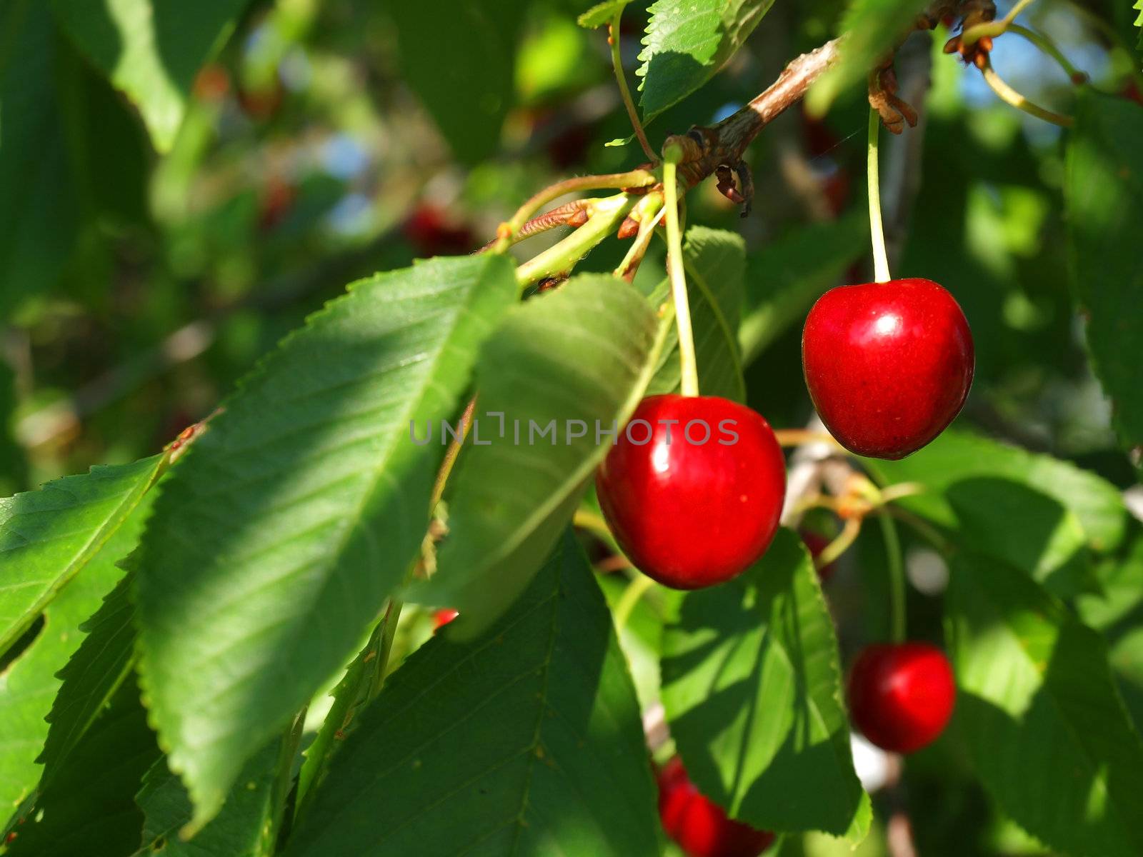 Bright Red Cherries Hanging from a Tree Ready to be Picked by Frankljunior