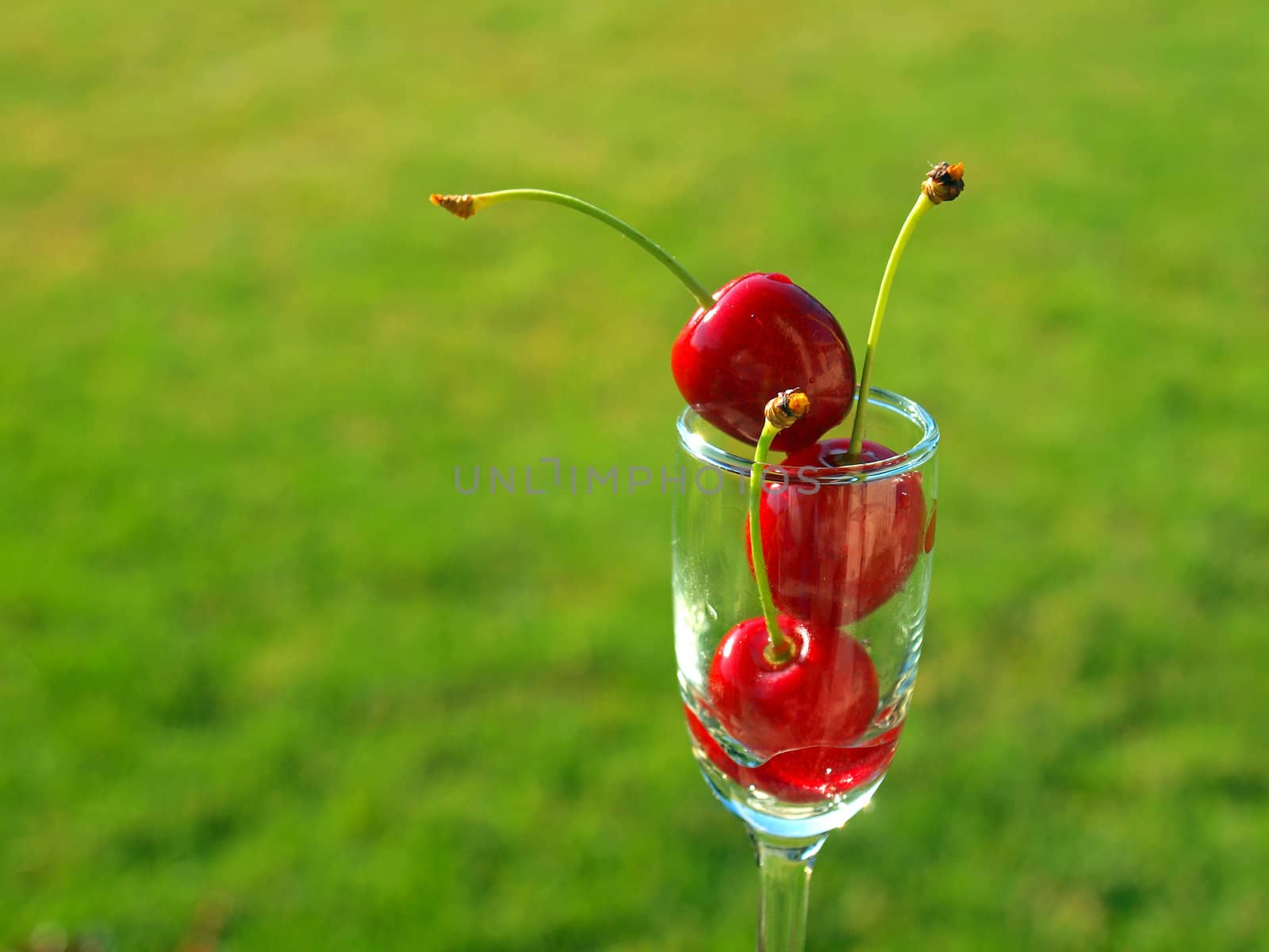 Ripe Red Cherries Stacked in a Mini Wine Glass