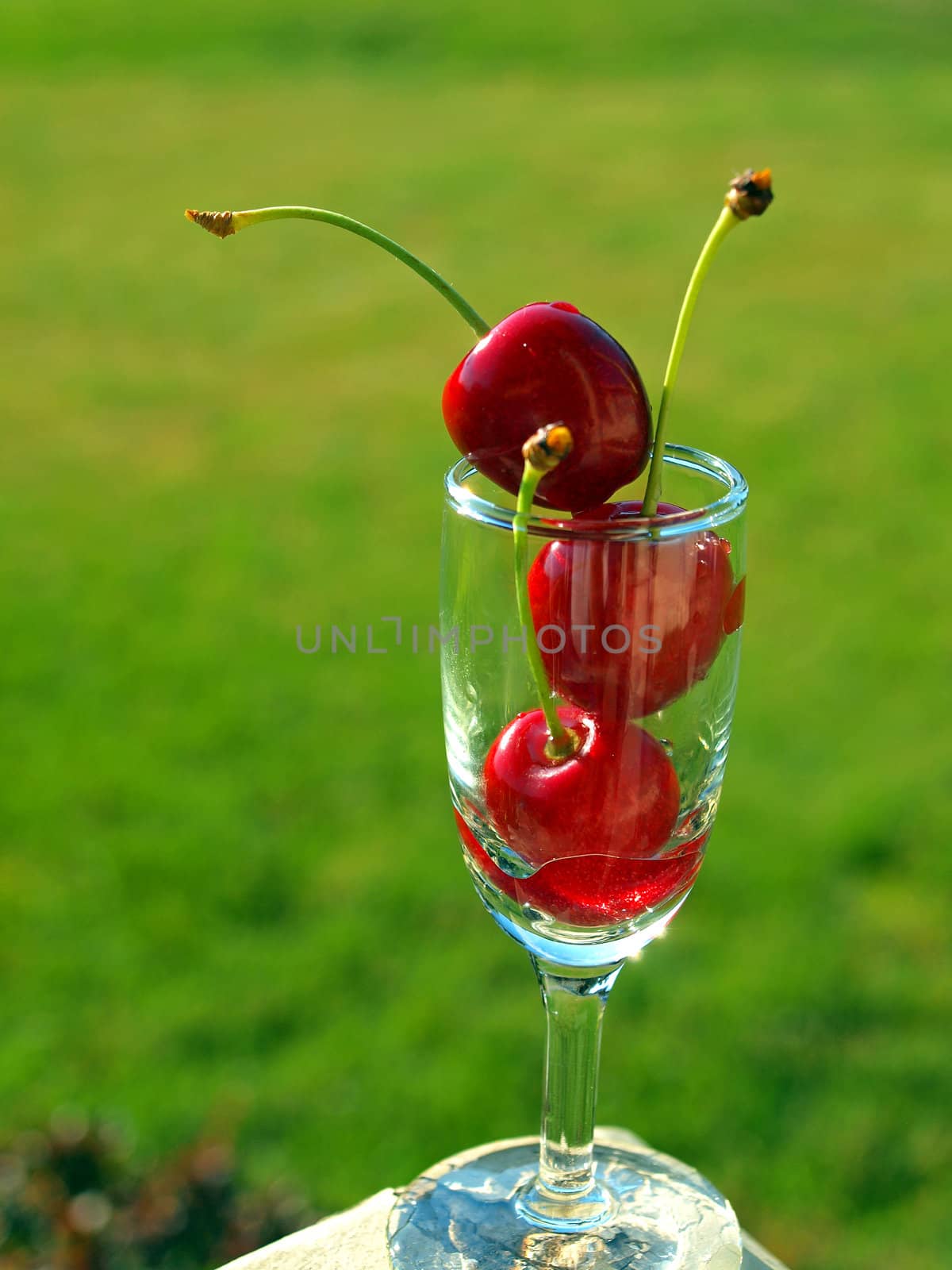 Ripe Red Cherries Stacked in a Mini Wine Glass by Frankljunior