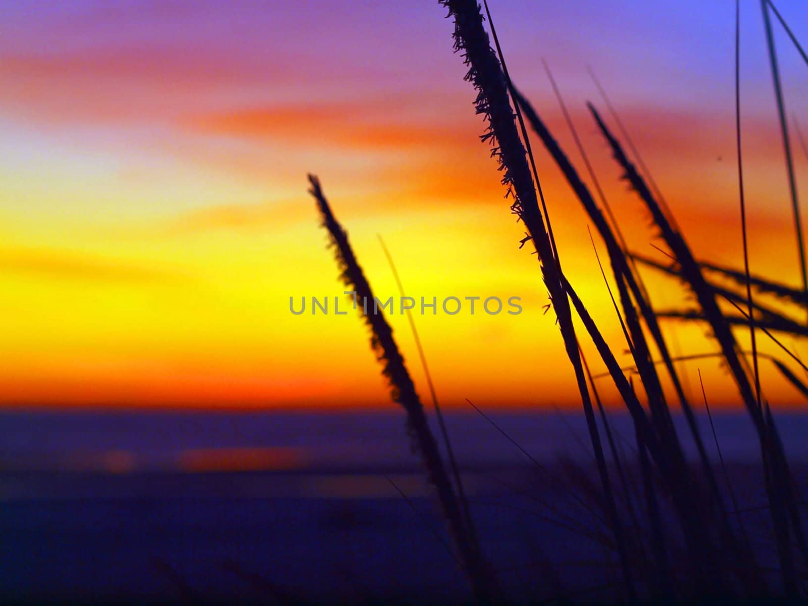 Golden Sunset at the Beach with Tall Grass in the Wind