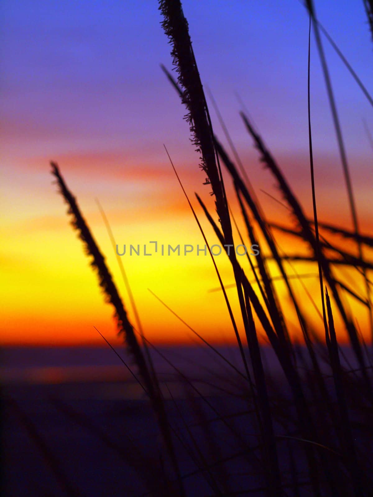 Golden Sunset at the Beach with Tall Grass in the Wind