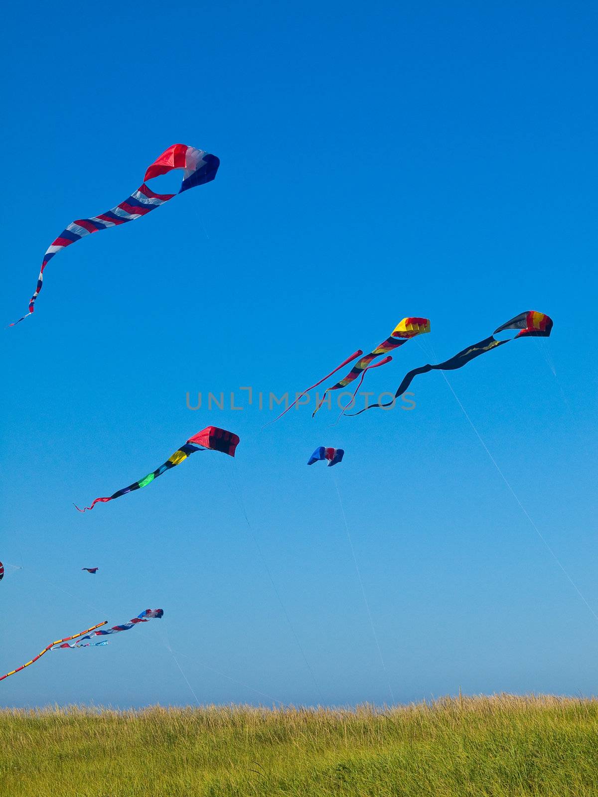 Various Colorful Kites Flying in a Bright Blue Sky