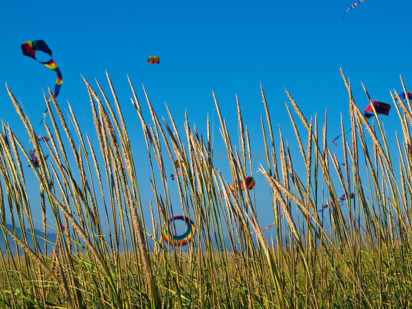 Various Colorful Kites Flying in a Bright Blue Sky by Frankljunior