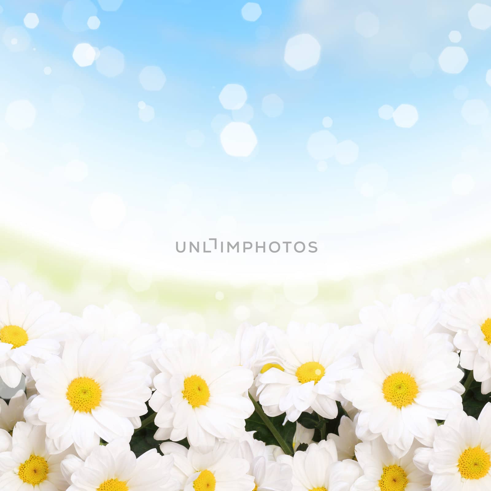 Colourful background with white and yellow camomiles