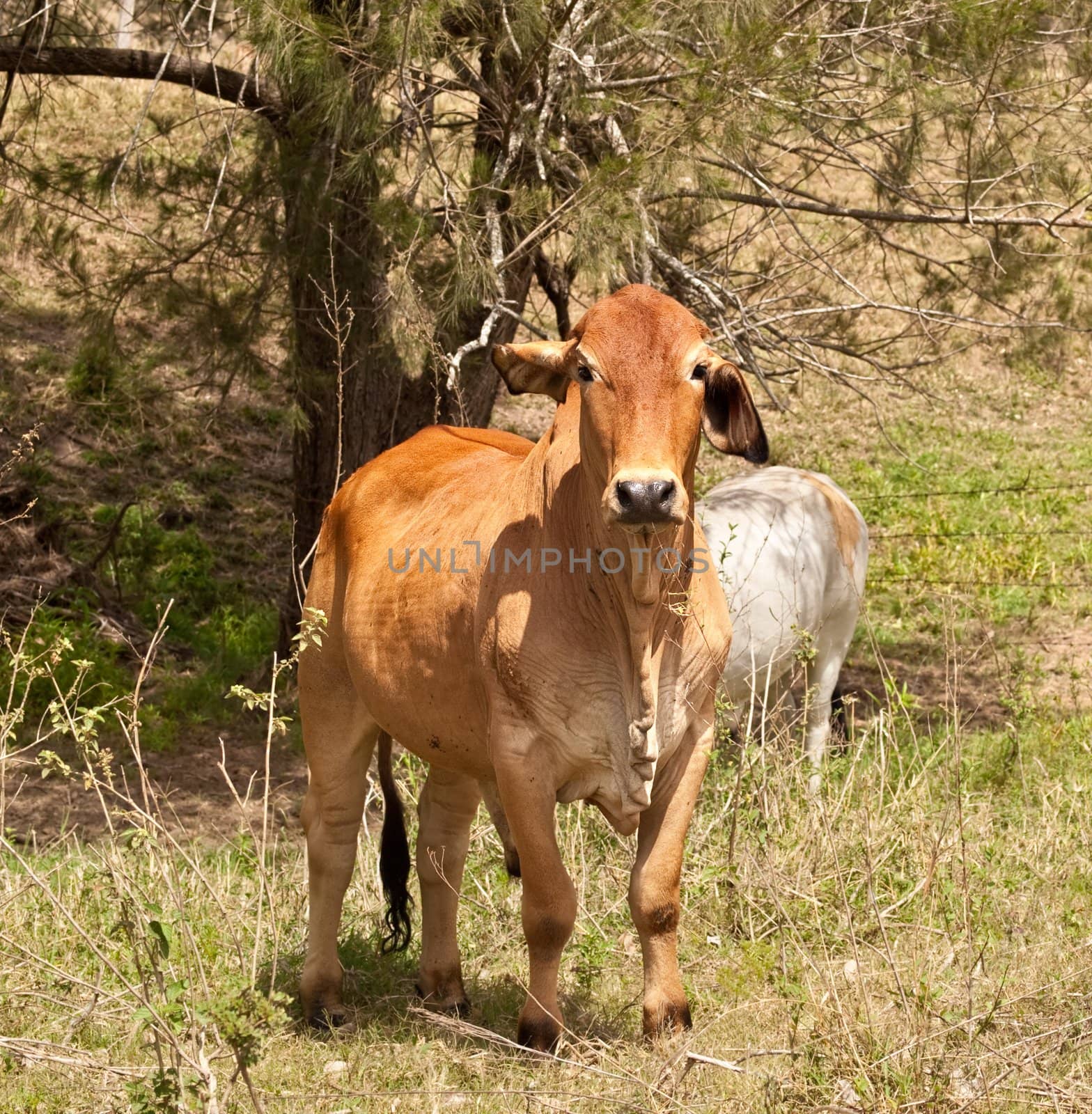 beef cattle brown brahman bullock steer on ranch under she-oak tree