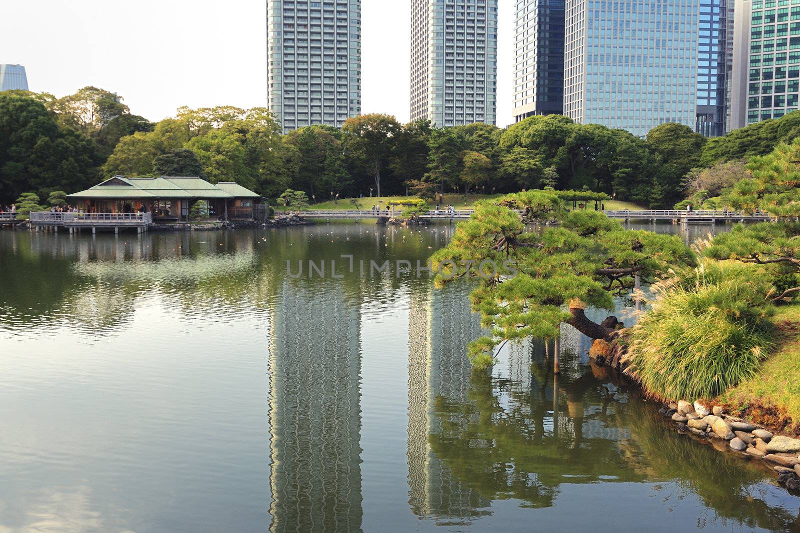 very famous Hamarikyu Zen garden  in Tokyo Japan; focus on pine tree