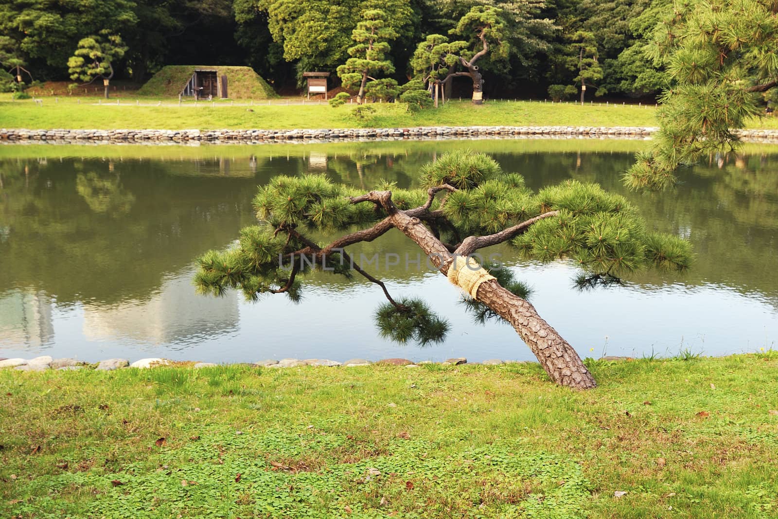 Japanese pine tree over sea-pond in famous historical Hama-Rikyu garden in Tokyo, Japan