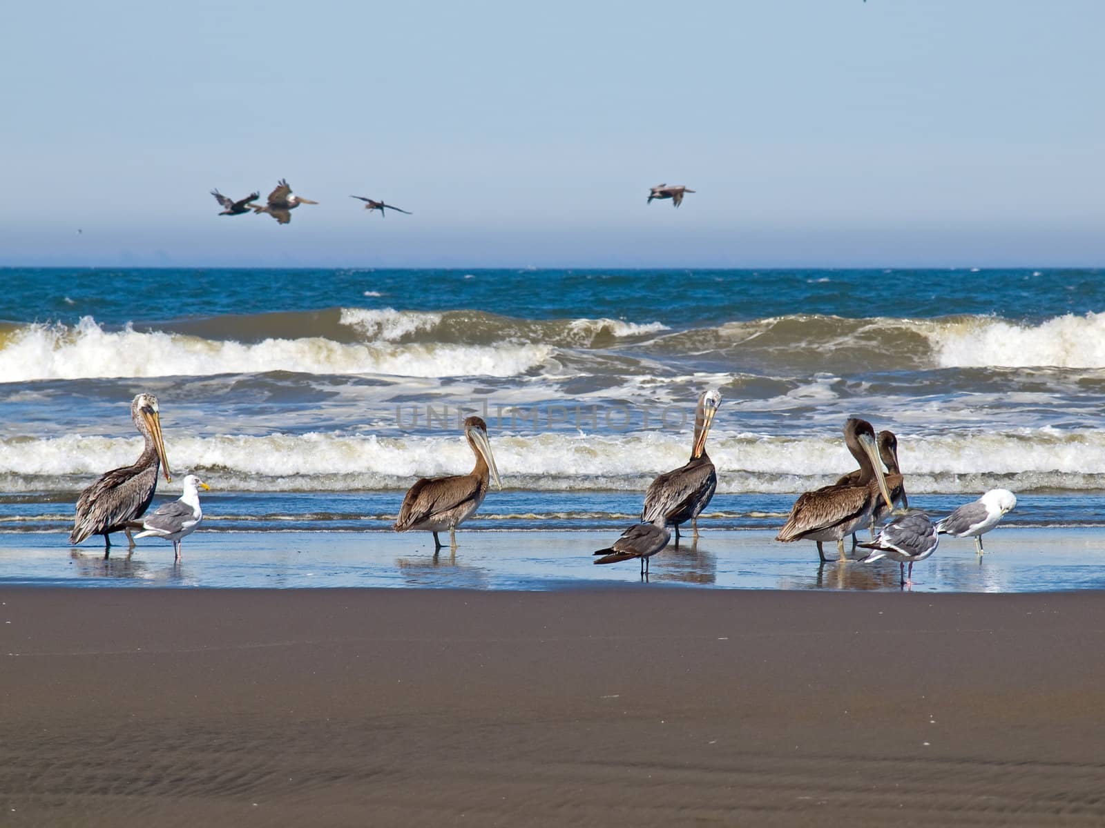 A Variety of Seabirds at the Seashore Featuring Pelicans by Frankljunior