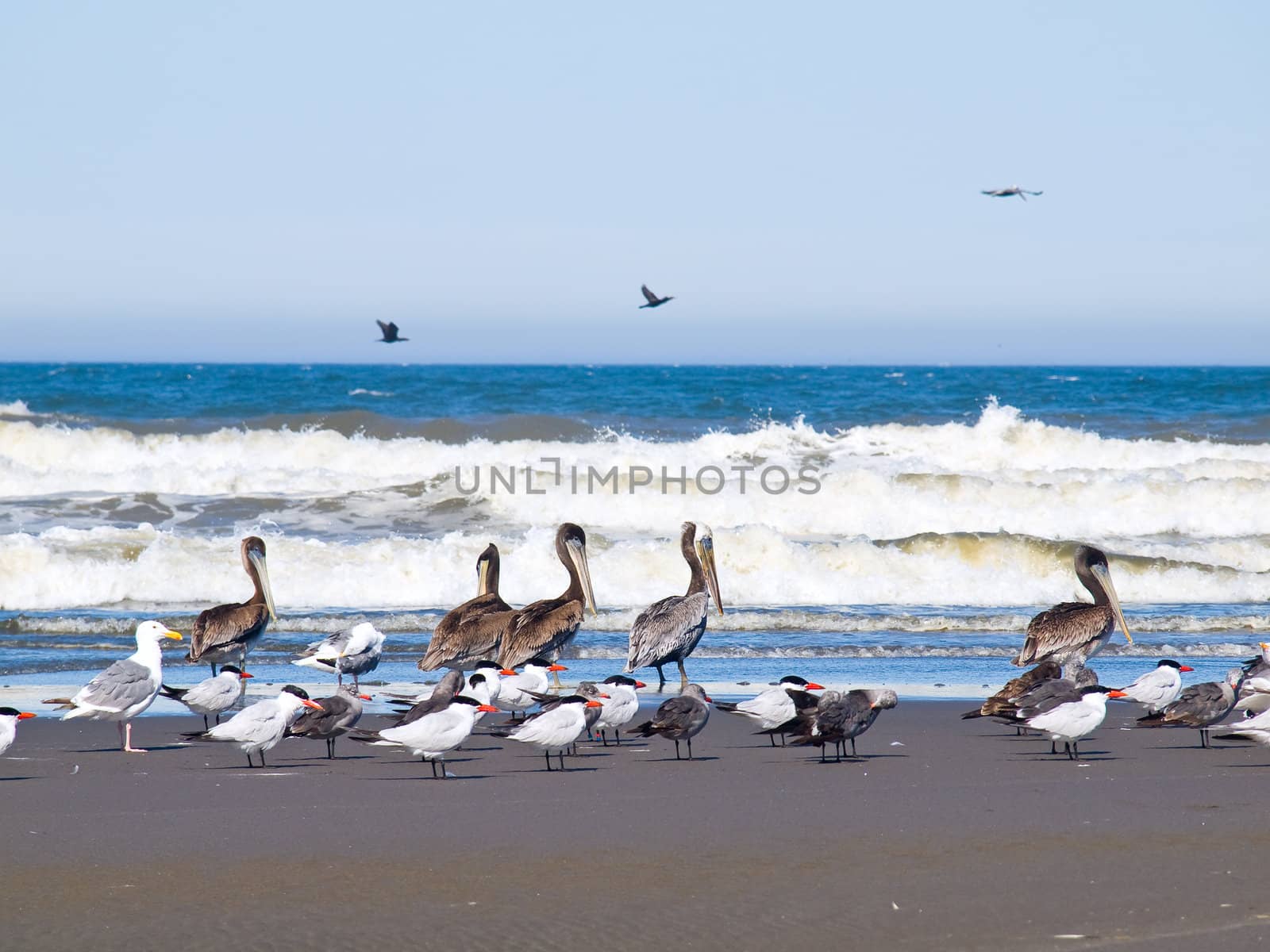 A Variety of Seabirds at the Seashore Featuring Pelicans