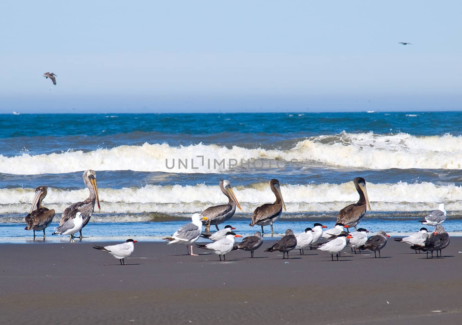 A Variety of Seabirds at the Seashore Featuring Pelicans