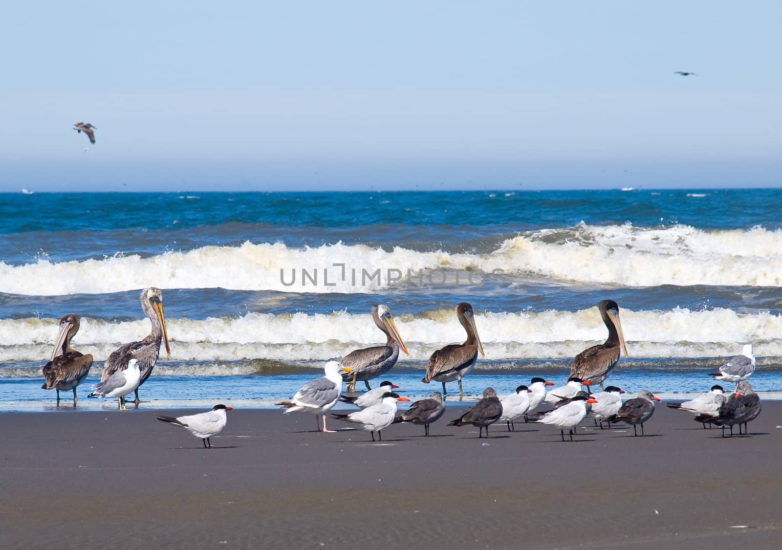 A Variety of Seabirds at the Seashore Featuring Pelicans by Frankljunior