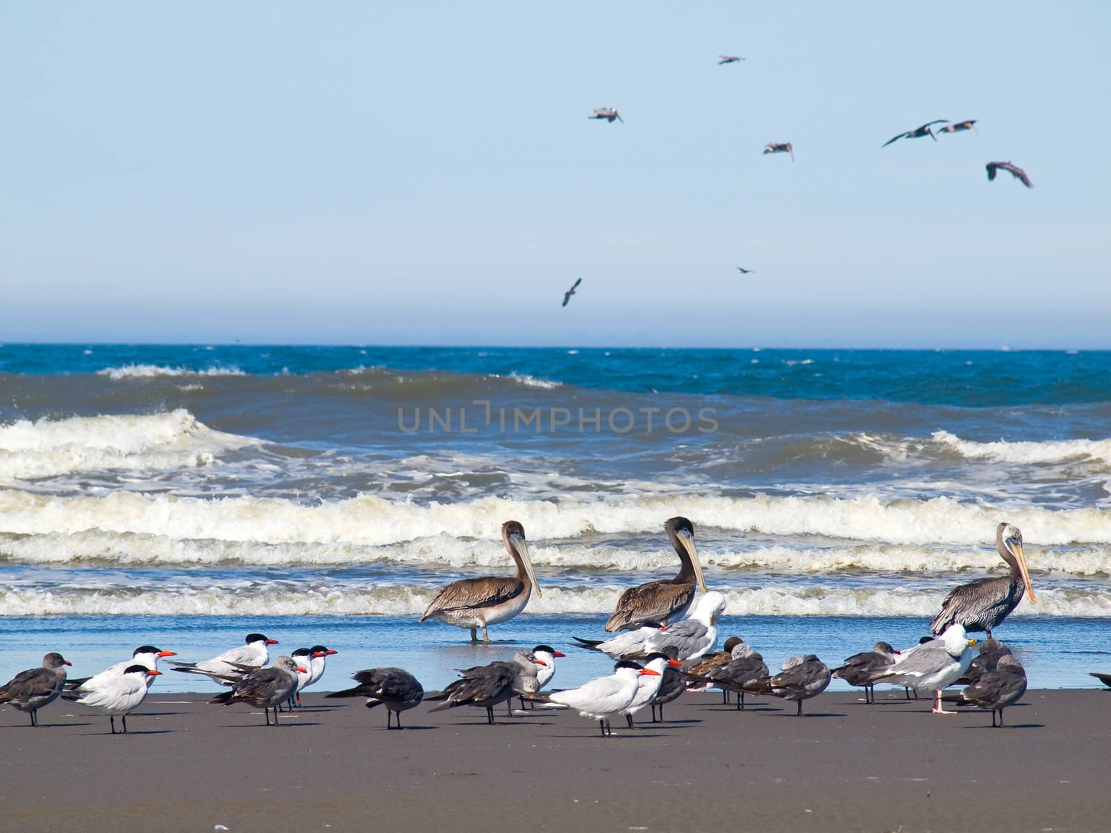 A Variety of Seabirds at the Seashore Featuring Pelicans