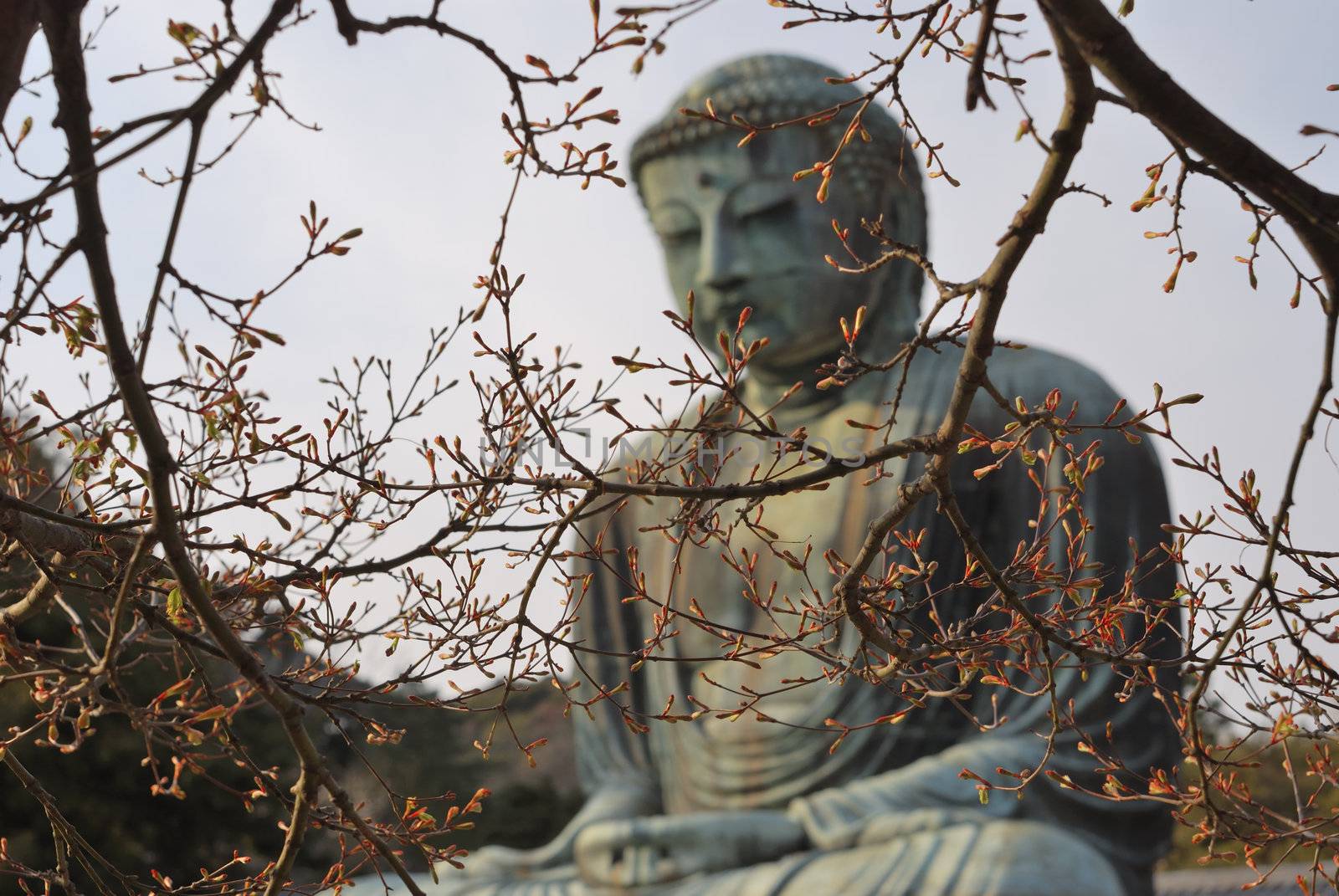 scenic spring-time image of famous Japanese landmark, Giant Buddha in Kamakura city; focus on blossom tree branches
