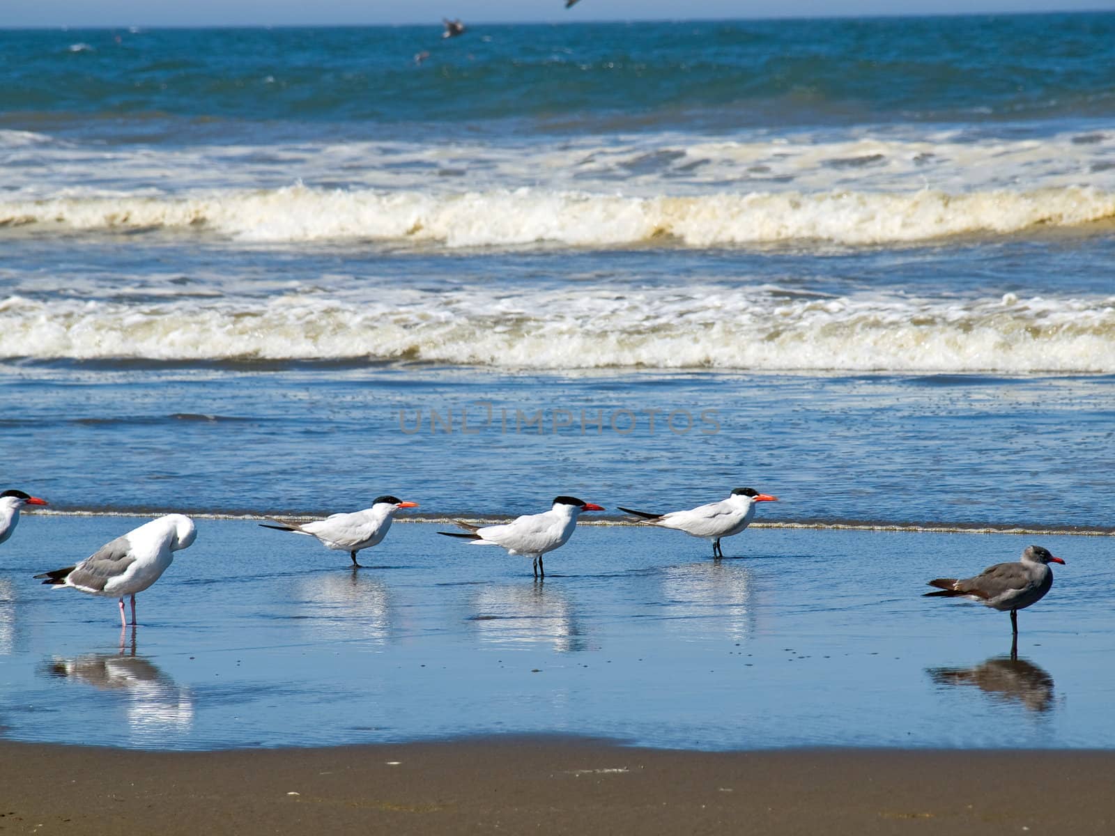 A Variety of Seabirds at the Seashore by Frankljunior