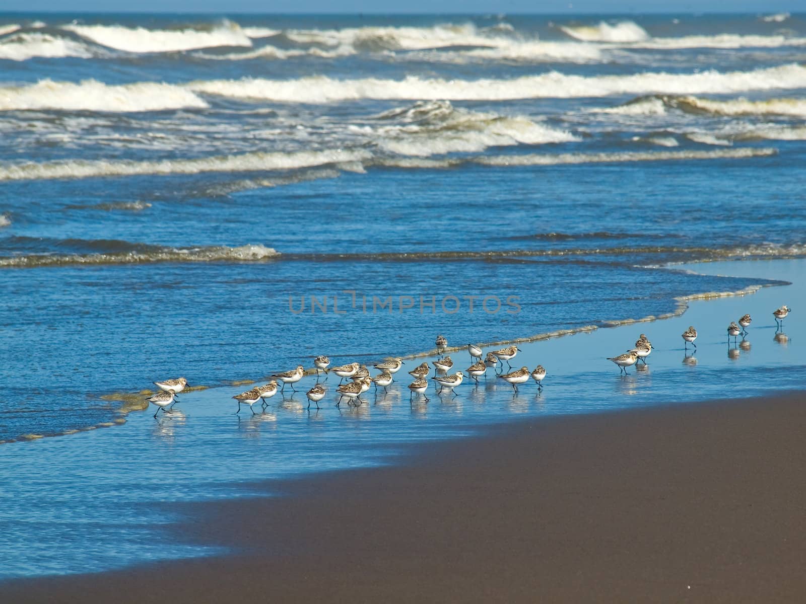 A Flock of Little Brown Seabirds at the Seashore