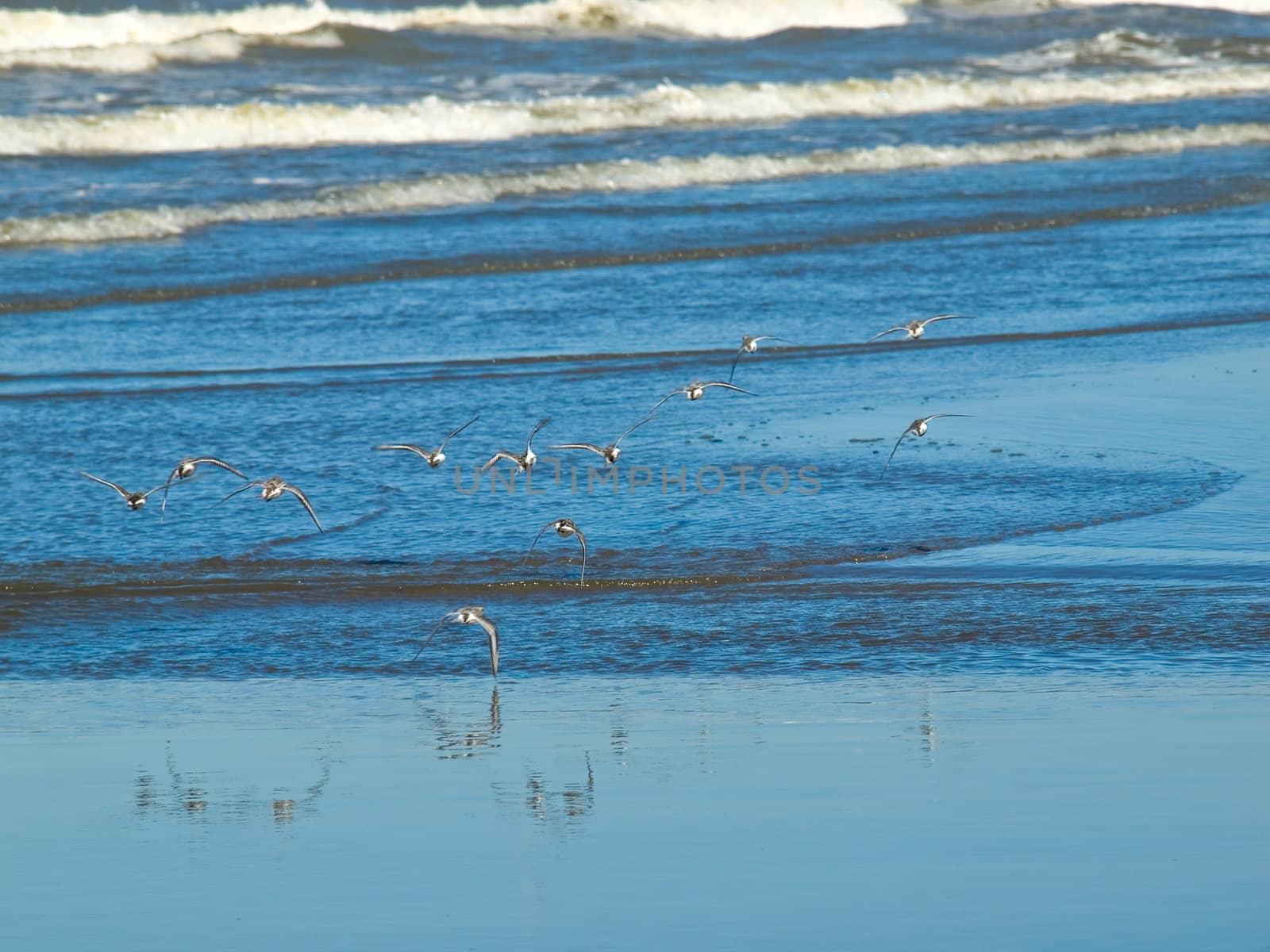 A Flock of Little Brown Seabirds at the Seashore