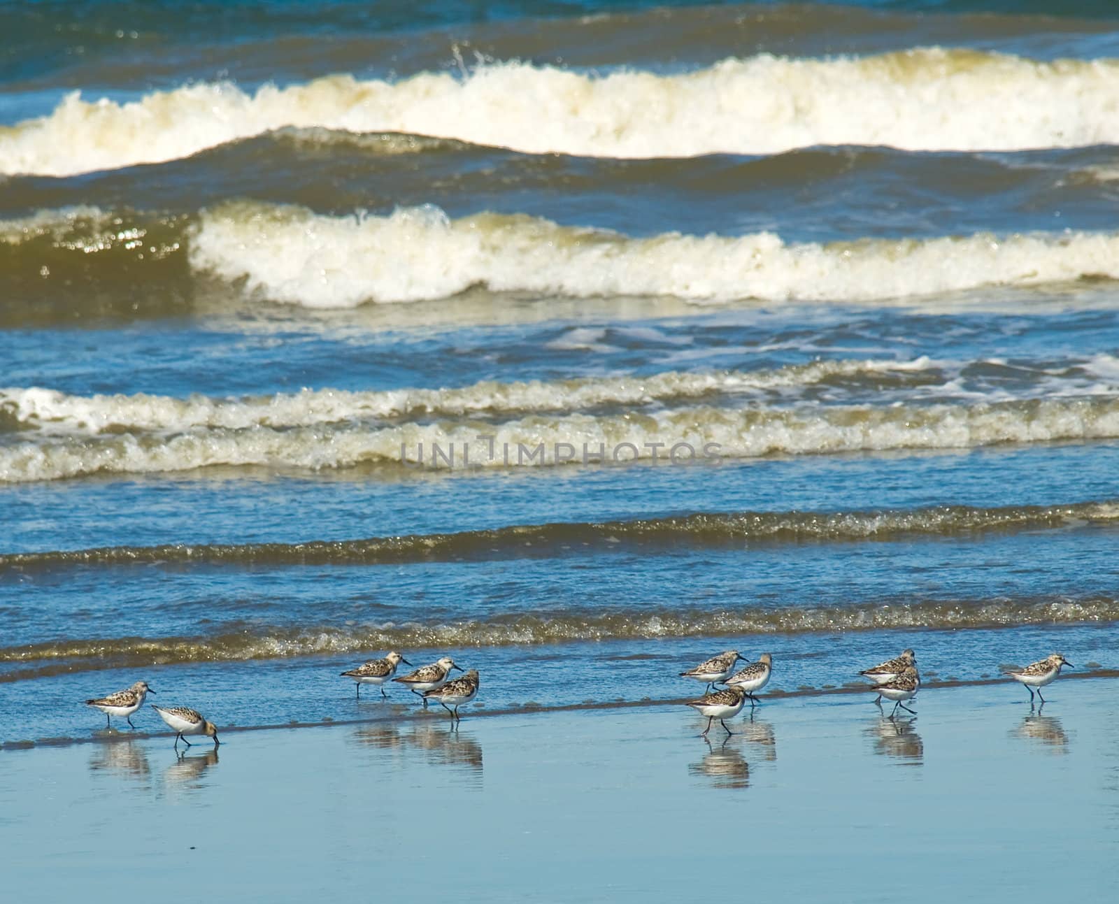 A Flock of Little Brown Seabirds at the Seashore by Frankljunior