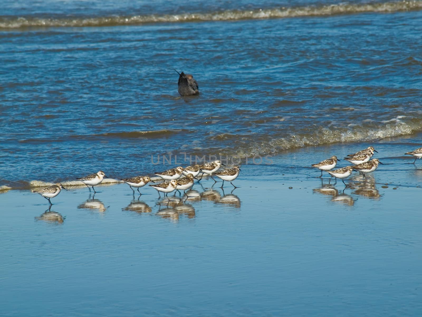 A Flock of Little Brown Seabirds at the Seashore