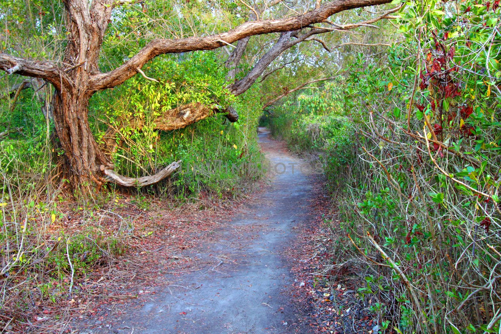 Coastal Prairie Trail and dense vegetation at Everglades National Park of Florida.