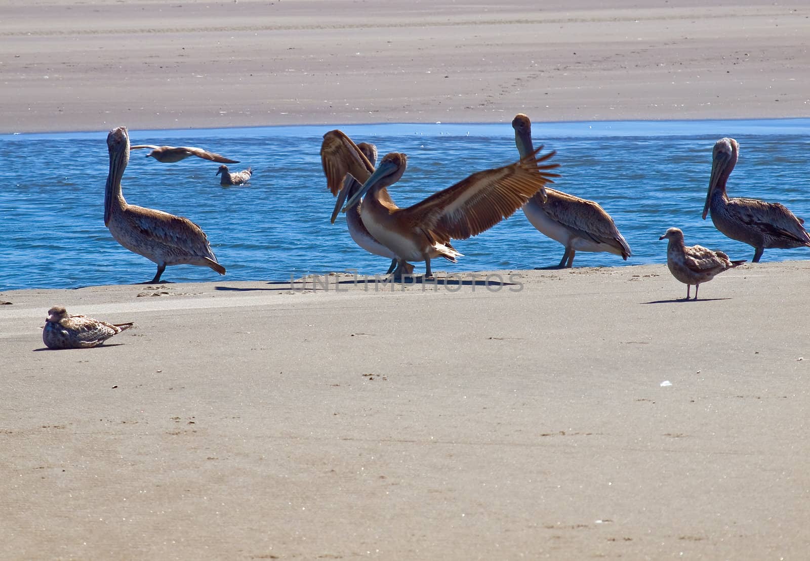 A Variety of Seabirds at the Seashore Featuring Pelicans by Frankljunior