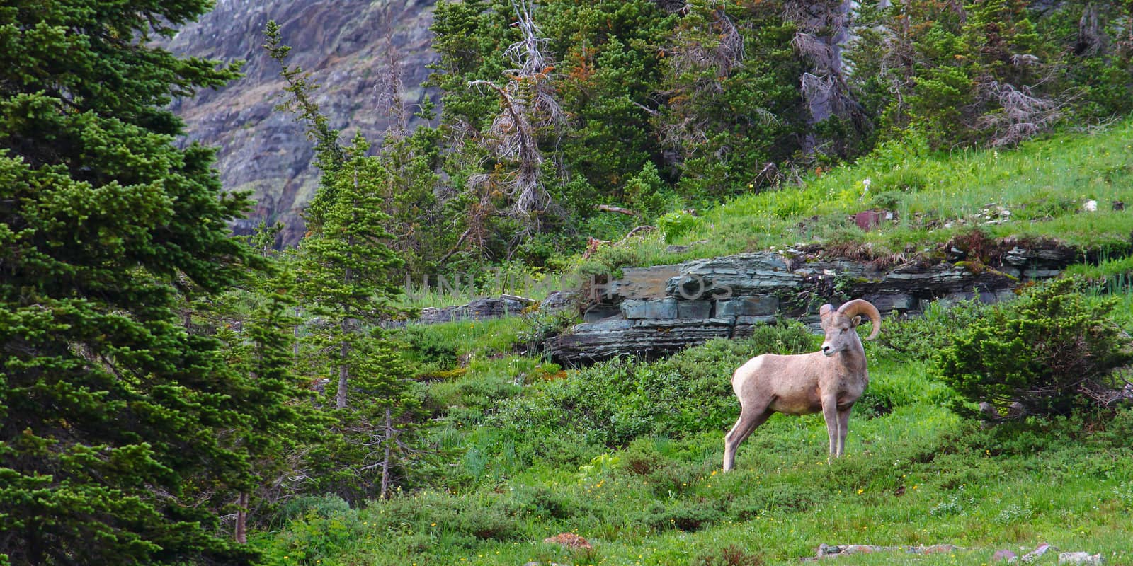 Bighorn sheep (Ovis canadensis) at Logan Pass of Glacier National Park.