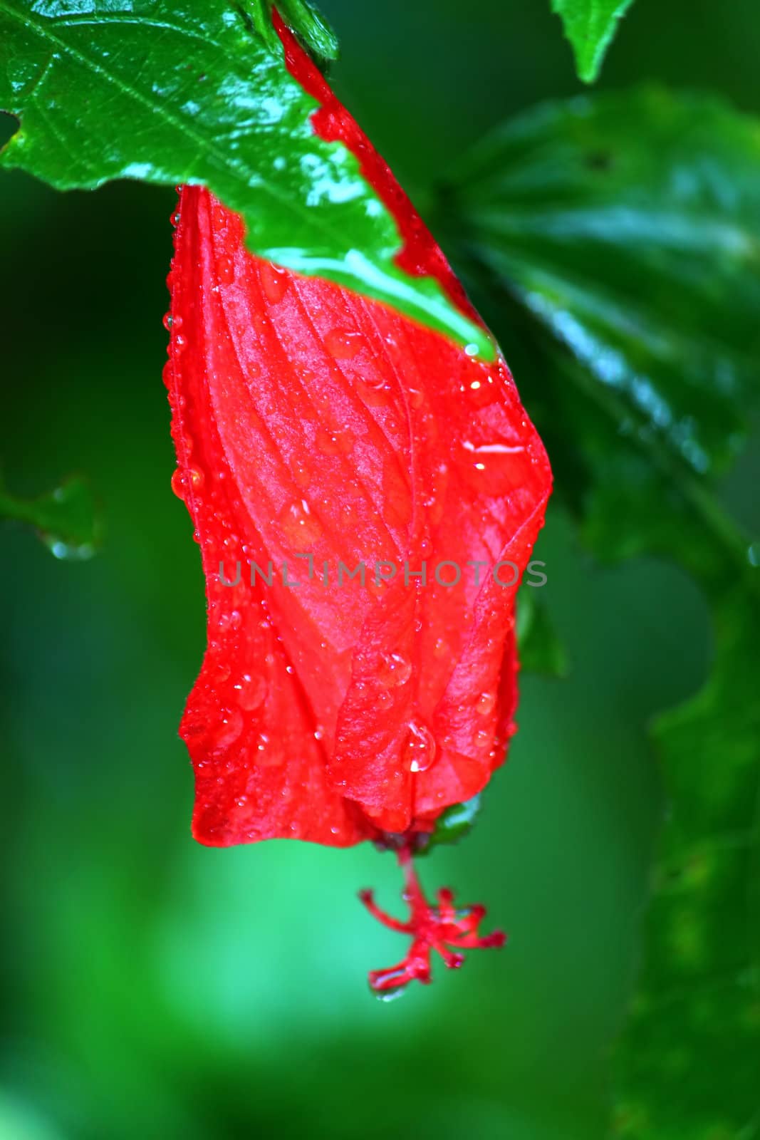 Bright red rainforest flower in the Toro Negro Rainforest Puerto Rico.