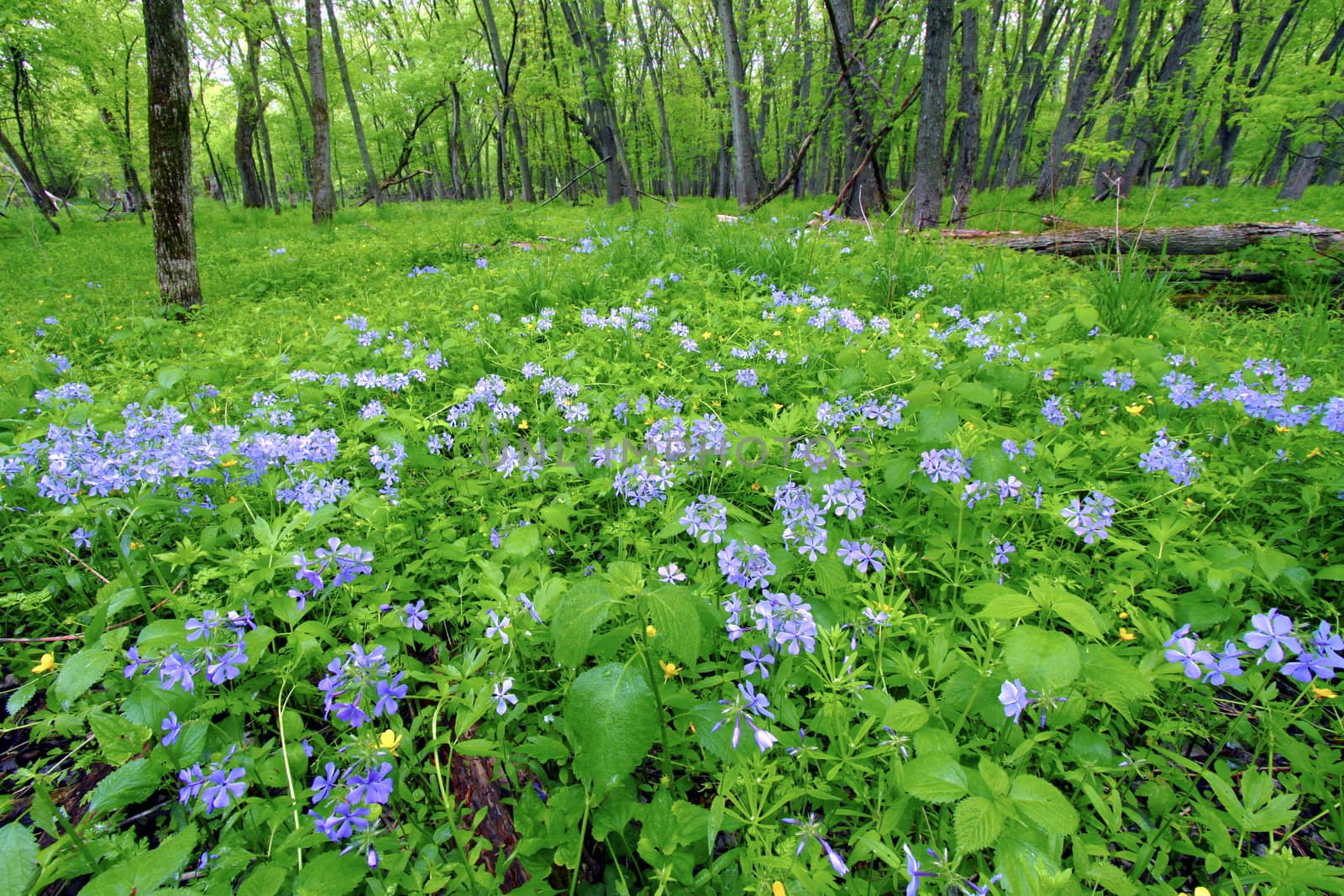 Spring Forest Scenery Illinois by Wirepec