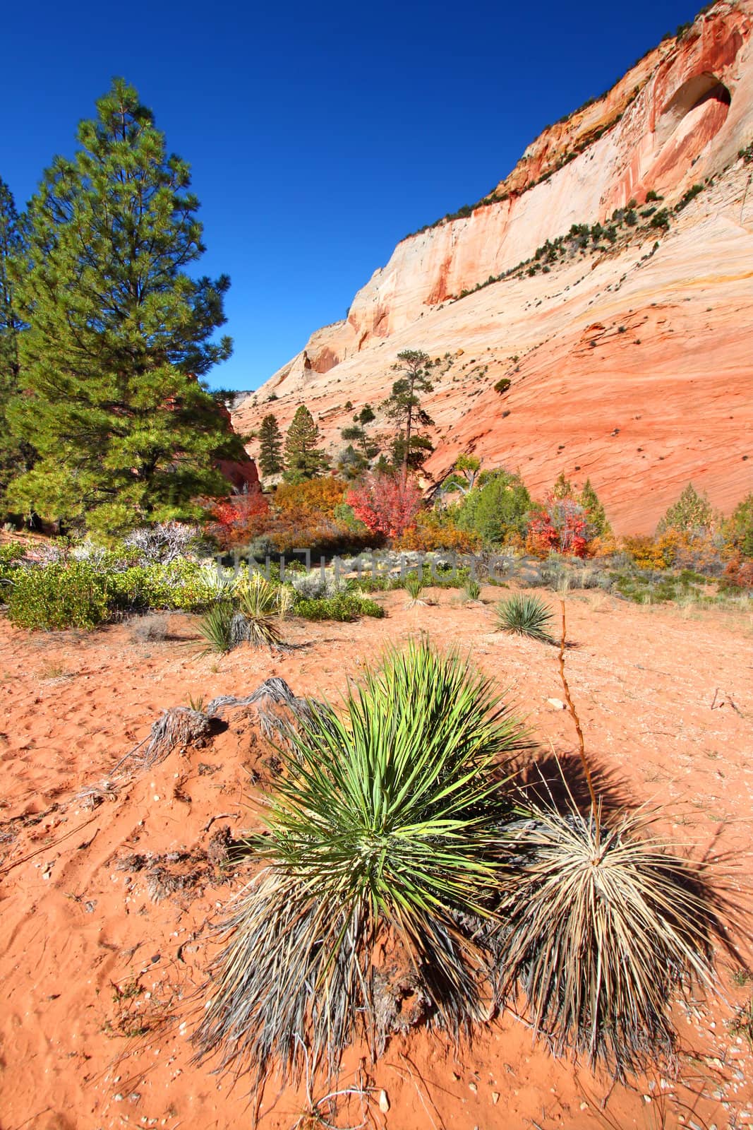 Zion National Park Geology by Wirepec