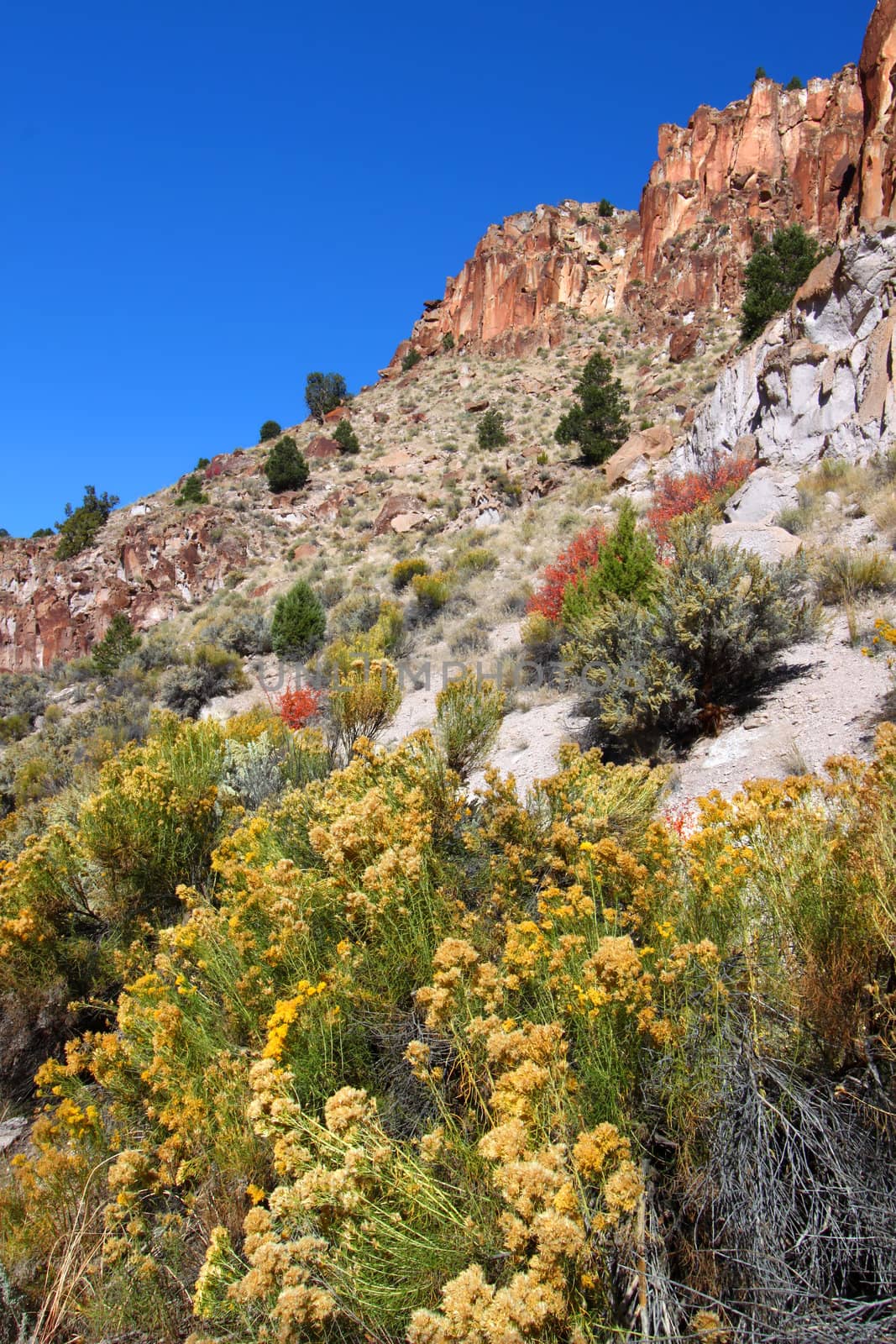 Wildflowers and Rocky Cliffs of Utah by Wirepec