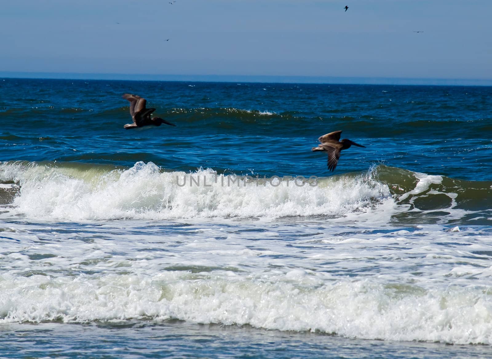 A Variety of Seabirds at the Seashore Featuring Pelicans